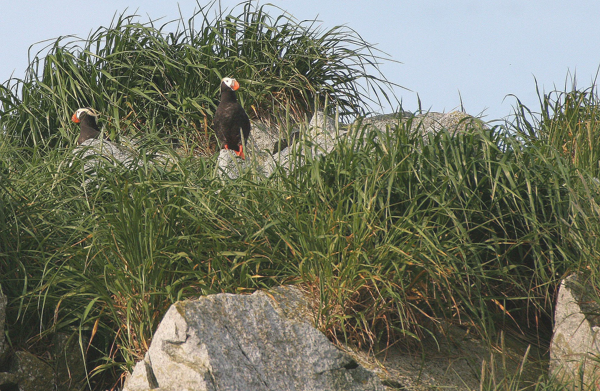 Fratercula cirrhata - TUFTED PUFFIN - COMMANDERS MEDNY ISLAND (6).jpg