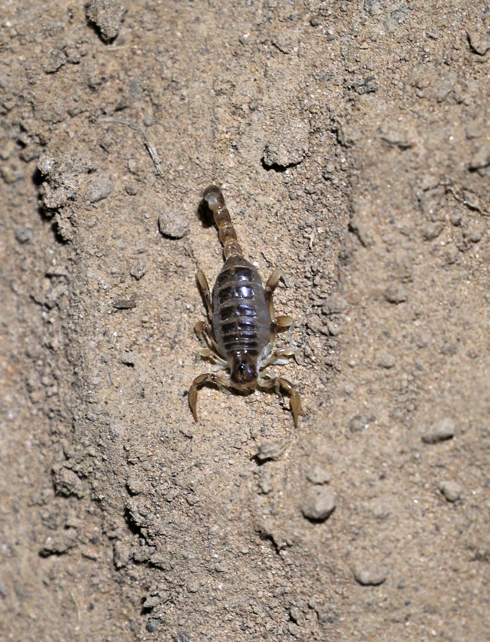 Brachistosternus species - Fortin Toledo Paraguay  