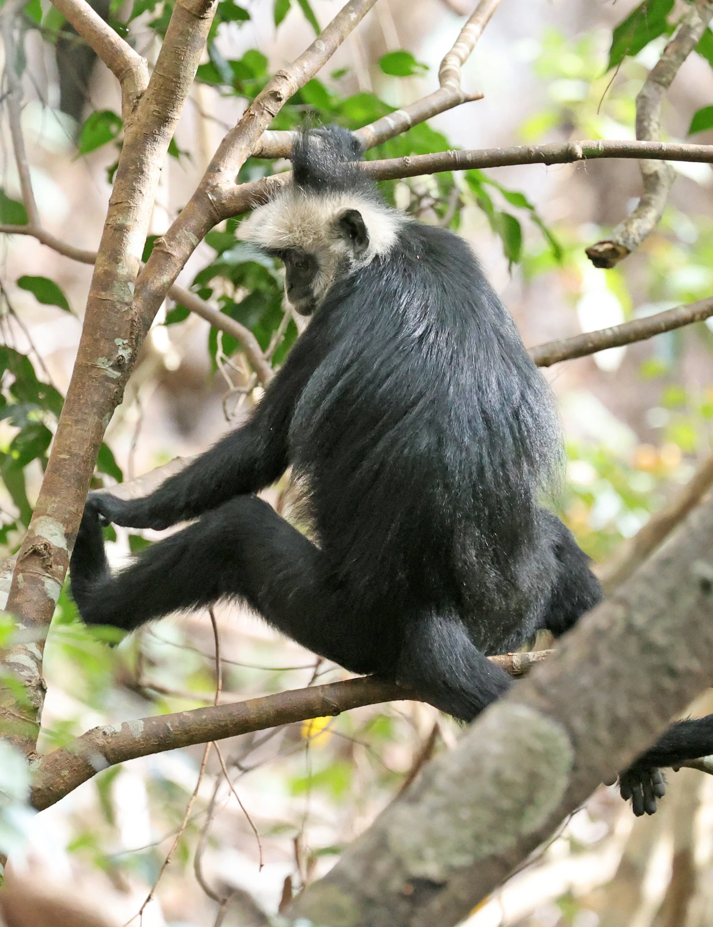 Laotian Langur or White-browed Black Langur (Trachypithecus laotum) The Rock Viewpoint, Khammouane Province Laos (30).jpg