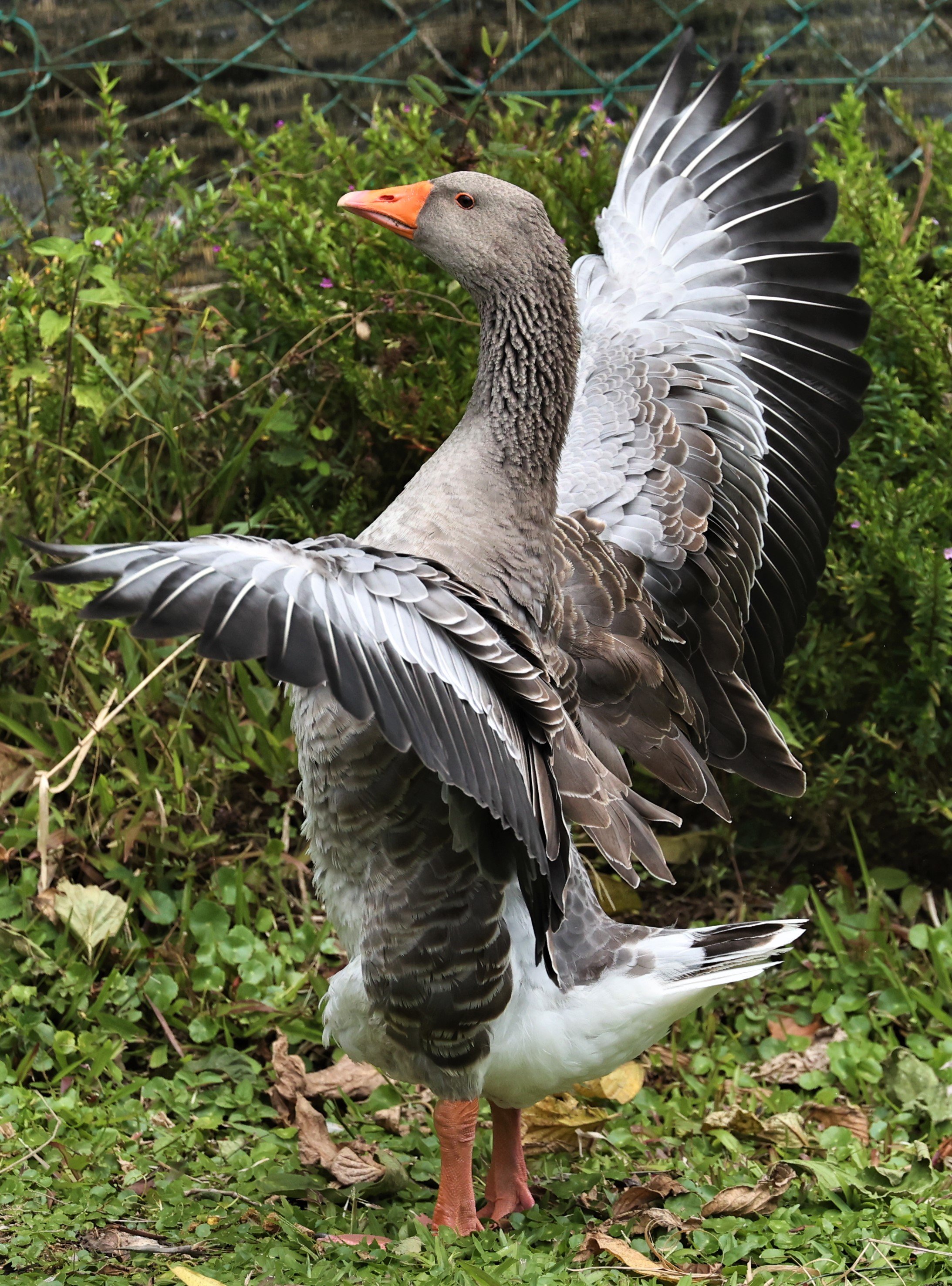 Anser anser - GREYLAG GOOSE - FRASER'S HILL RAUB DISTRICT PAHANG MALAYSIA (17).jpg