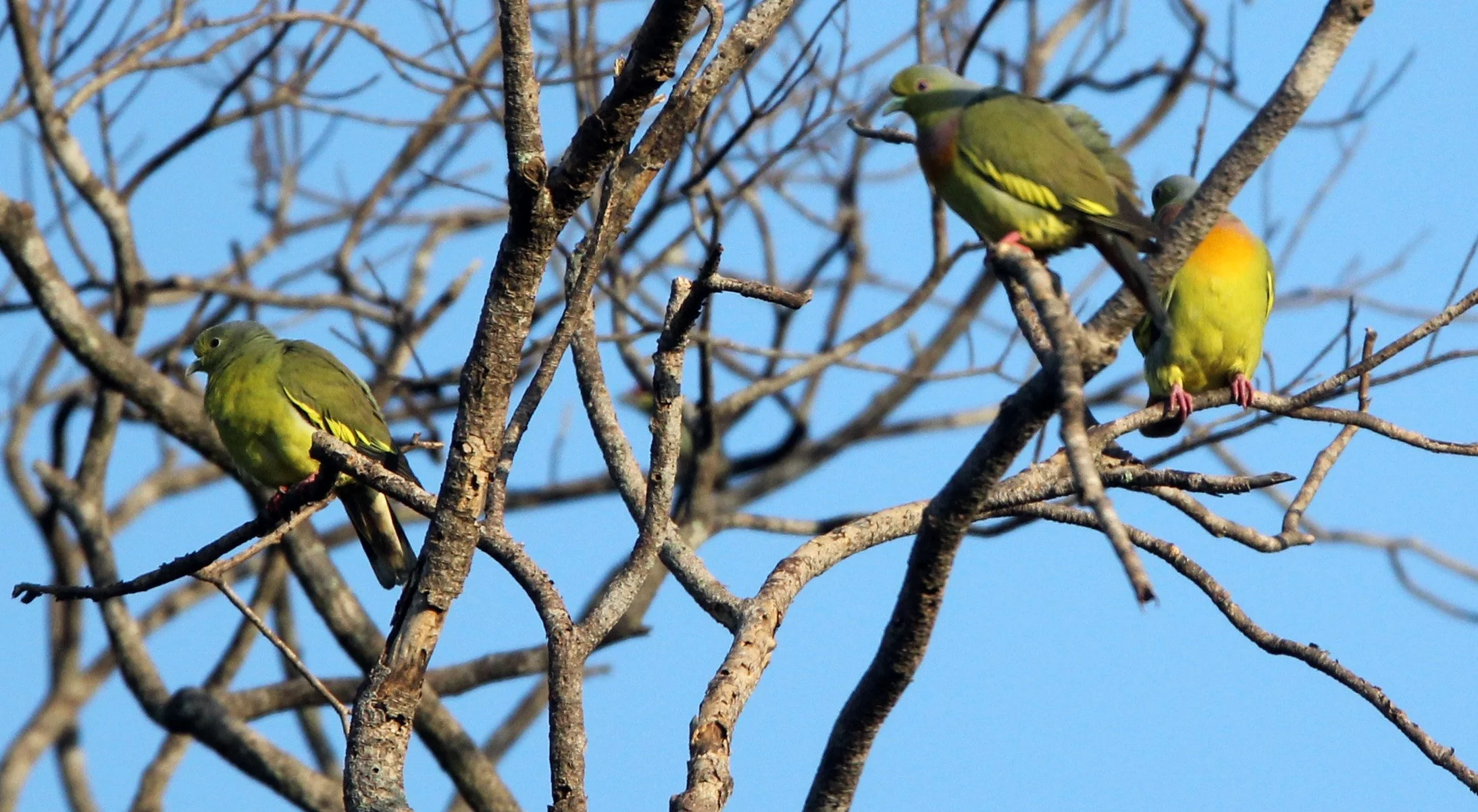 Orange-breasted Green-Pigeon (Treron bicinctus) Udawalawa NP Sri Lanka (6).JPG