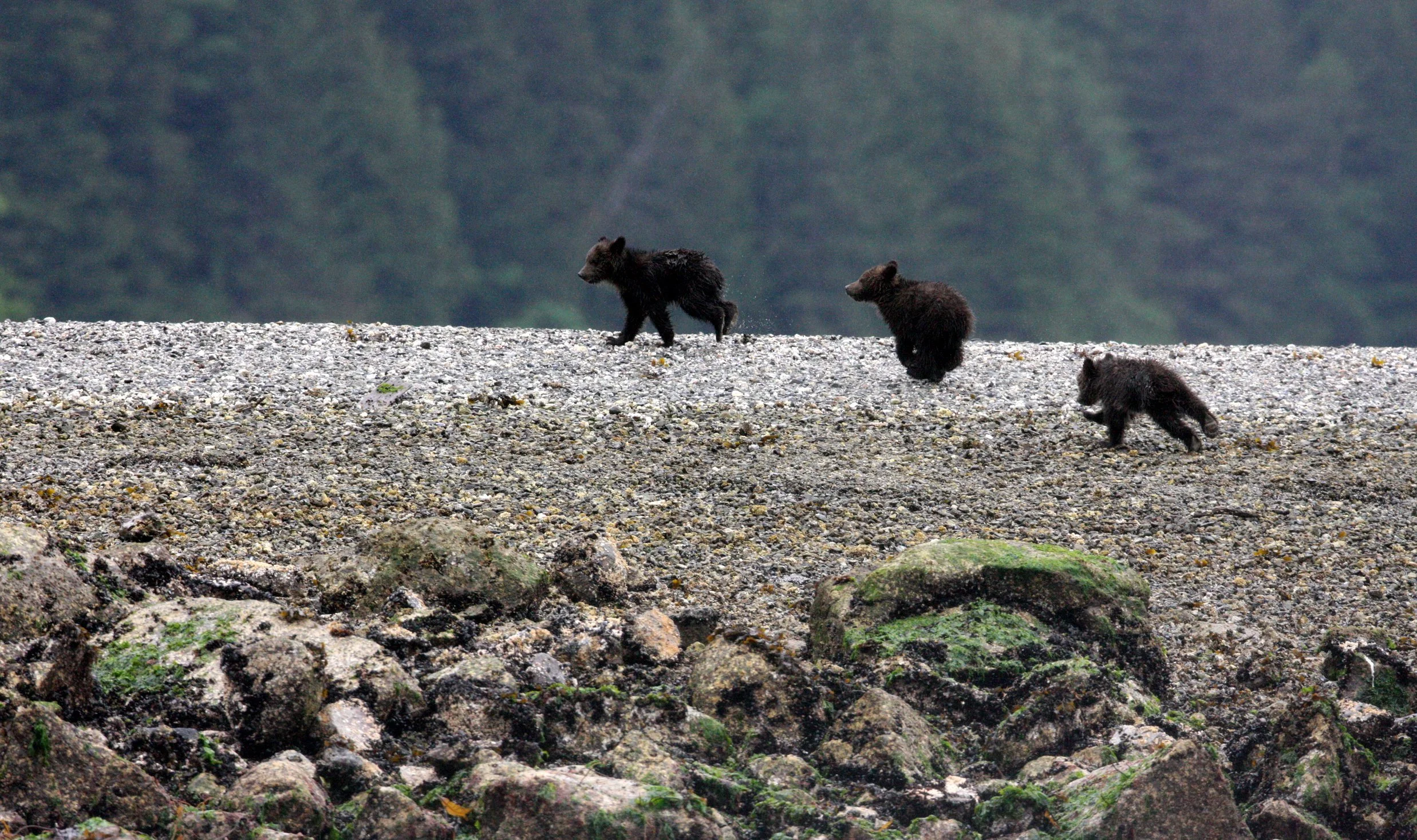 Ursus arctos stikeenensis - STICKEEN'S GRIZZLY BEAR - MOM AND HER FIRST YEAR CUBS - KNIGHT'S INLET BRITISH COLUMBIA (269).JPG