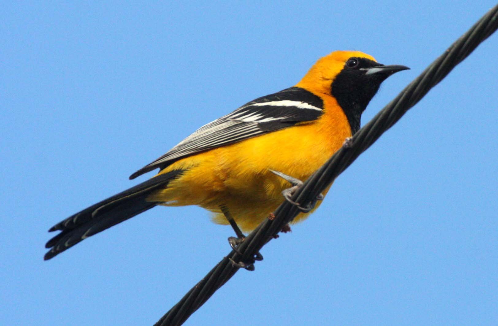 Hooded Oriole (Icterus cucullatus) Loreto Baja Mexico (9).JPG