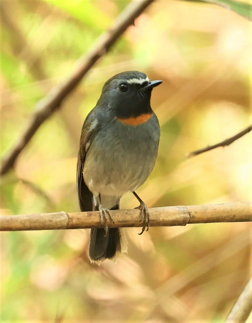 FLYCATCHER - RUFOUS-GORGETED FLYCATCHER - Ficedula strophiata - DOI SAN JU (DOI LANG WEST) FEB 2022 (43).jpg