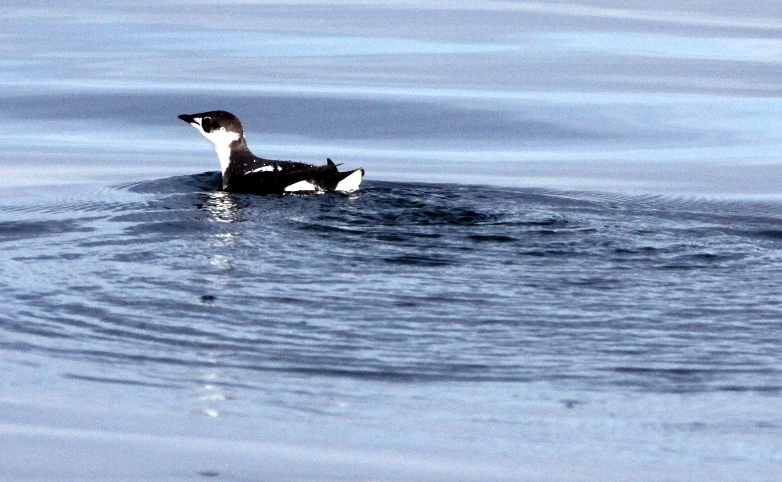 Synthliboramphus antiquus - ANCIENT MURRELET - PORT ANGELES HARBOR (3).JPG