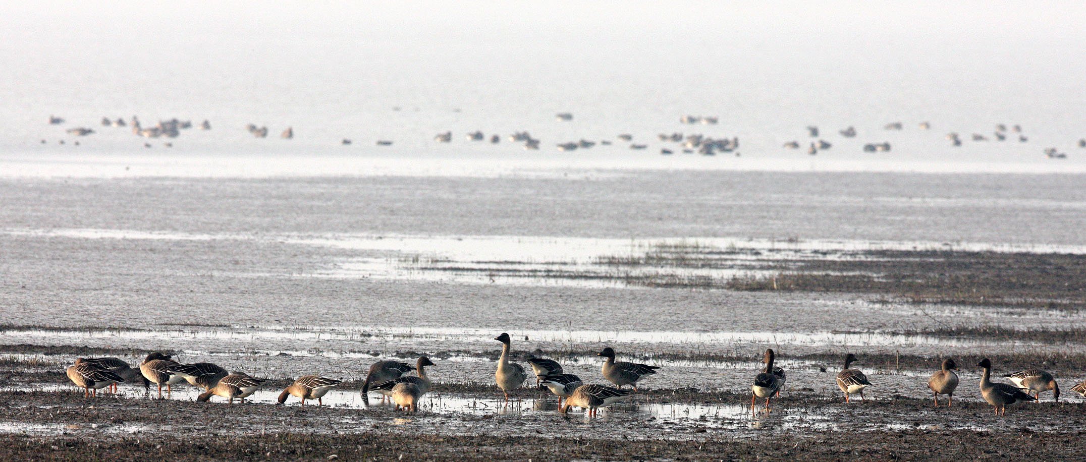 BIRD - GOOSE - BEAN GOOSE - ANSER FABALIS - NANJI HILL RESERVE POYANG LAKE, JIANGXI PROVINCE, CHINA (11).JPG