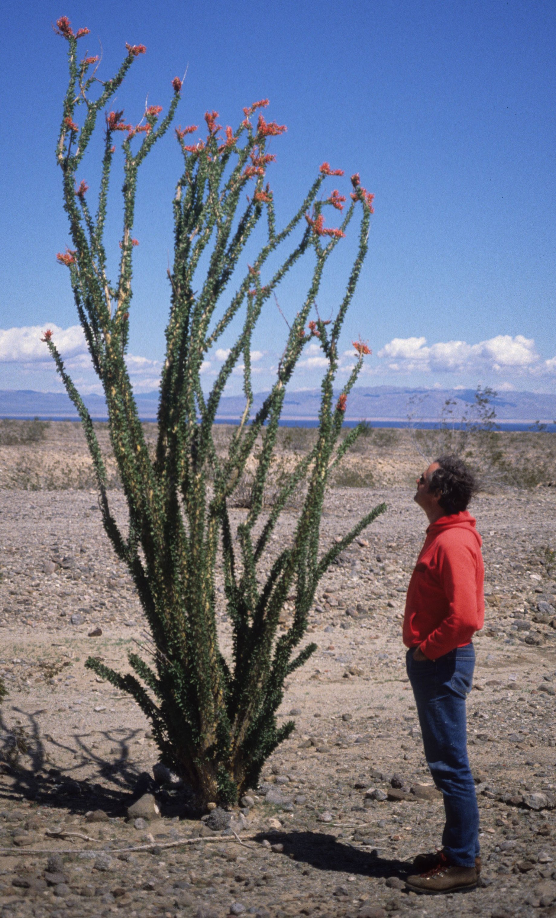 ANZA BORREGO - FOUQUIREACEAE - FOUQUIERIA SPENDENS - OCOTILLO.jpg