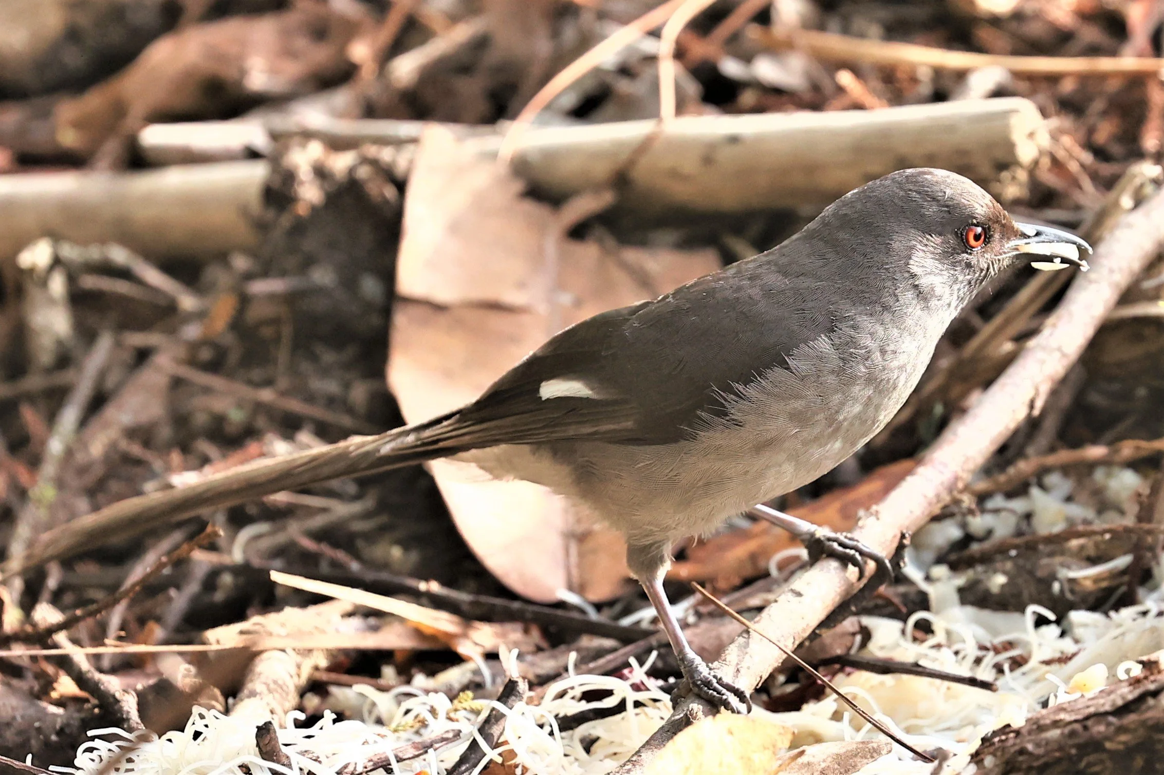 Heterophasia picaoides - LONG-TAILED SIBIA - FRASER'S HILL, MALAYSIA JUNE 2022 (23).jpg