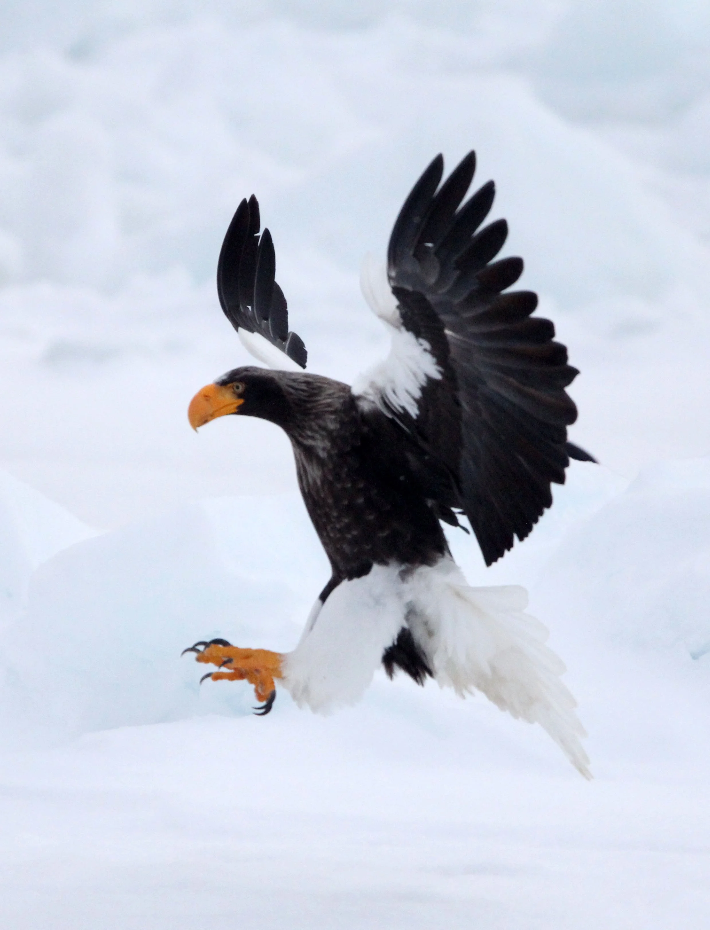 Haliaeetus pelagicus - STELLER'S SEA EAGLE - RAUSU, SHIRETOKO PENINSULA, HOKKAIDO JAPAN (185).JPG