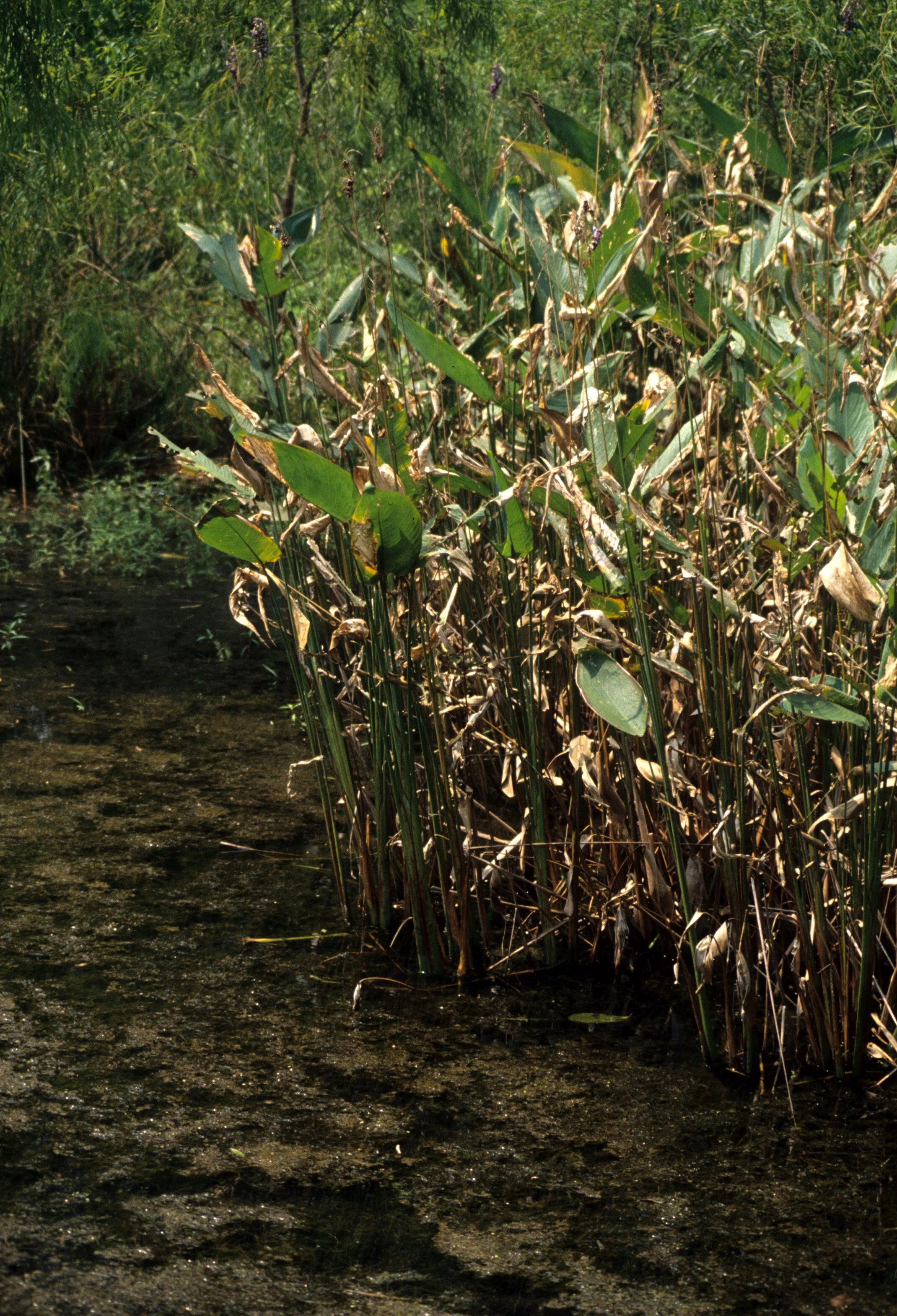 TEXAS - BAJOU - CLEARWATER BAY D.jpg