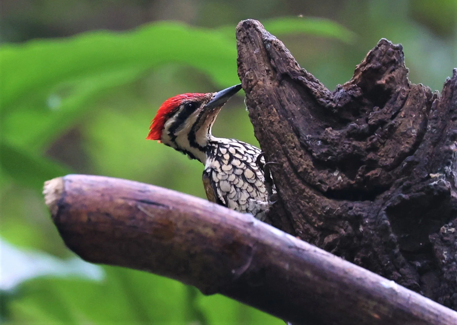 WOODPECKER - COMMON FLAMEBACK - Dinopium javenense - BAAN MAKA RESORT PETCHABURI PROVINCE (31).jpg
