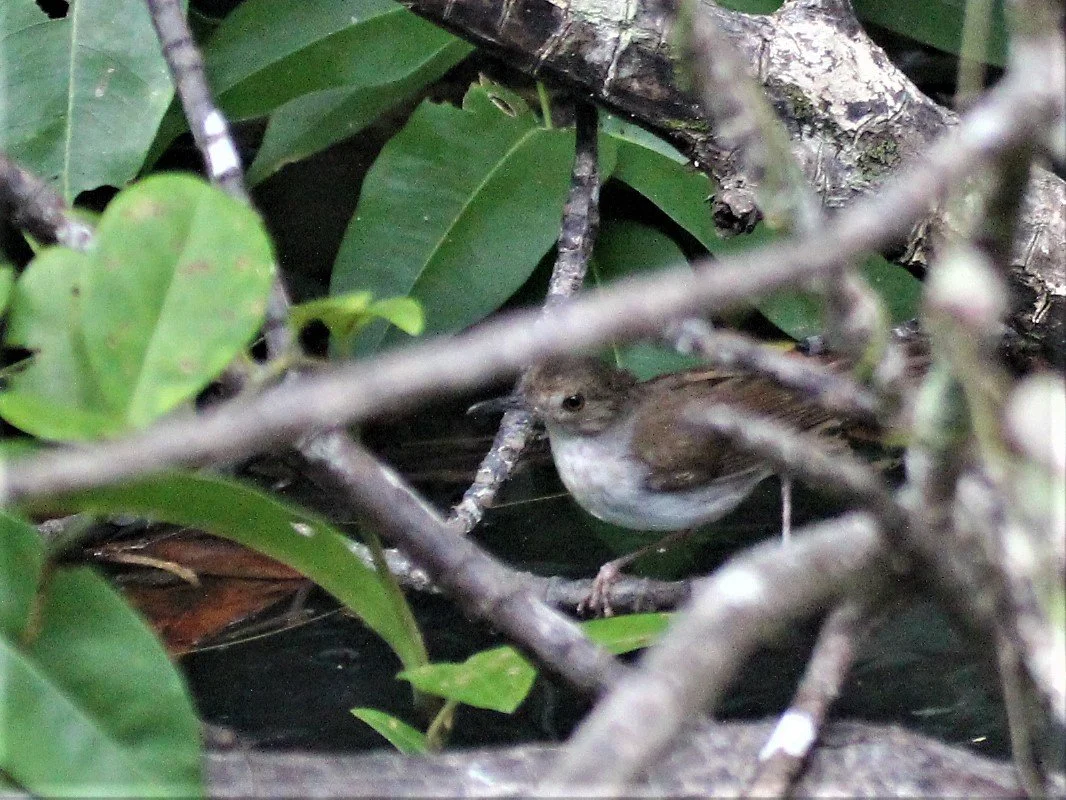 BABBLER - WHITE-BREASTED BABBLER - Stachyris grammiceps - AO PHANG NGA NATIONAL PARK AREA july 2021 (4).jpg