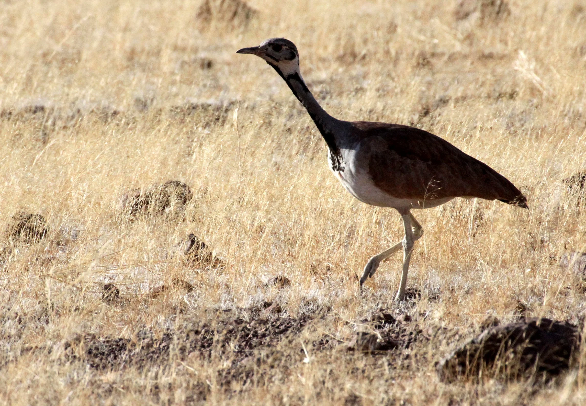 Ruppell's Korhaan (Eupodotis reupellii) Damaraland Namibia (12).JPG