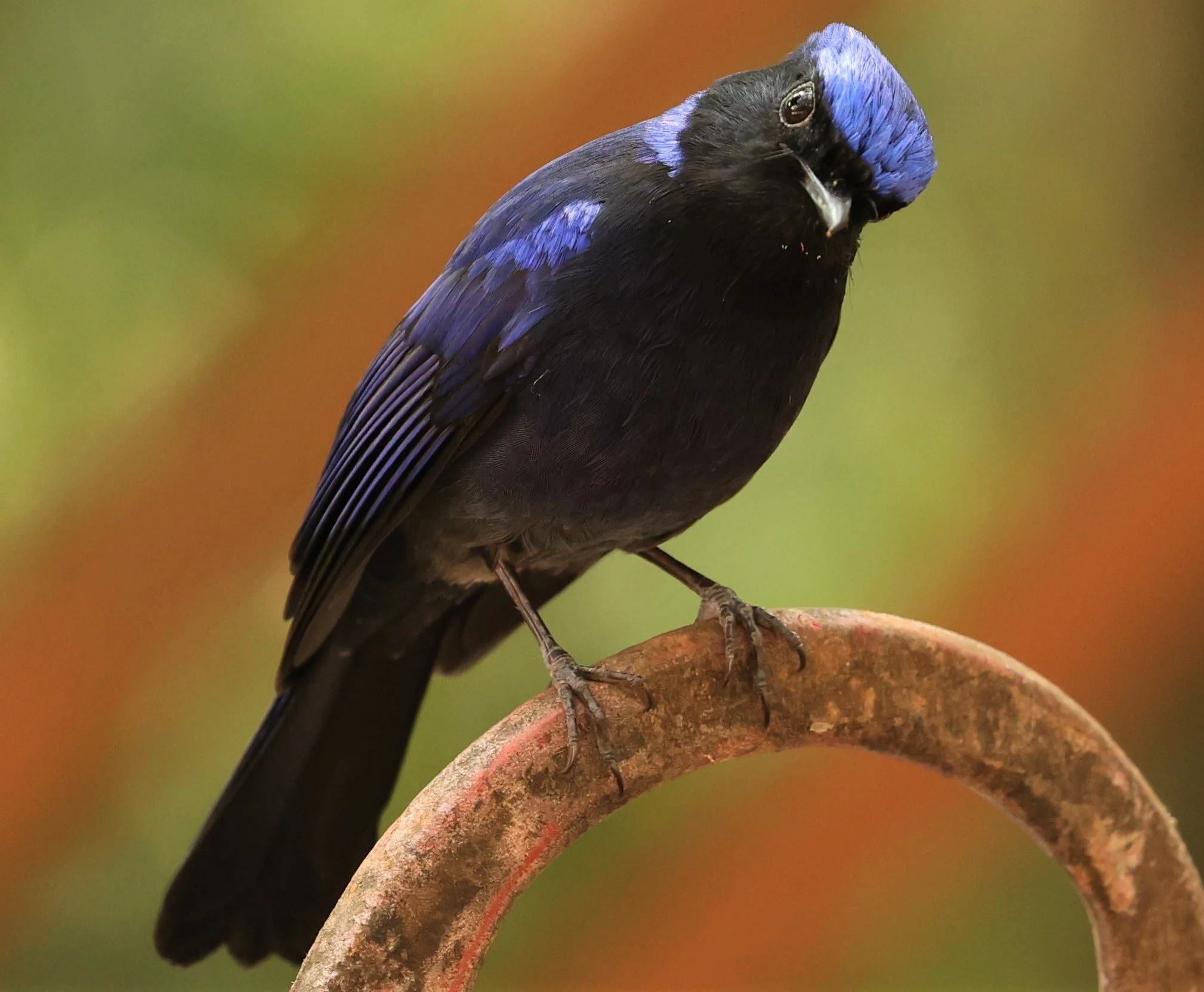 NILTAVA - SMALL NILTAVA - Niltava macgrigoriae - DOI ANG KHANG CHIANG MAI (26).JPG