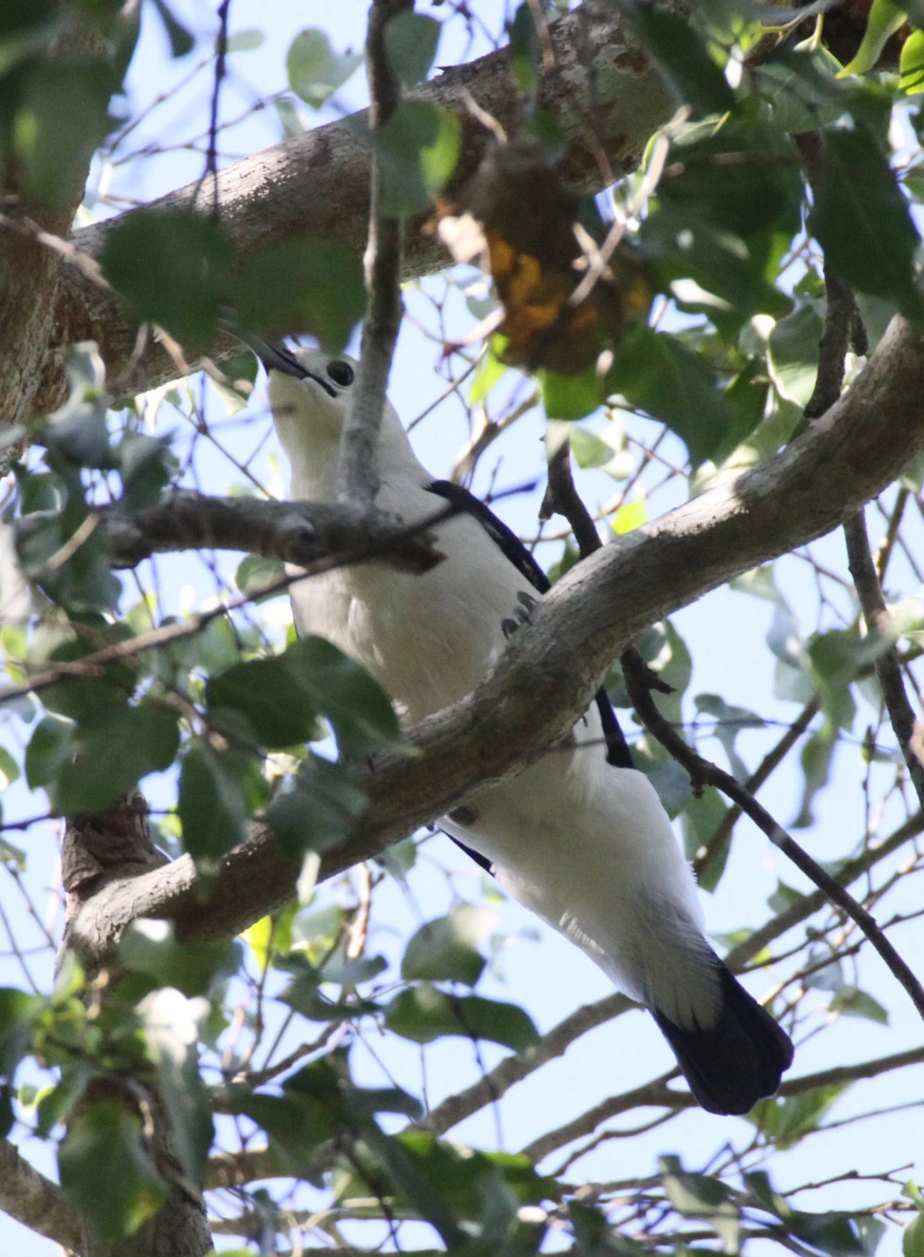 Falculea palliata - Sickle-billed Vanga - Berenty Reserve Madagascar (3).JPG