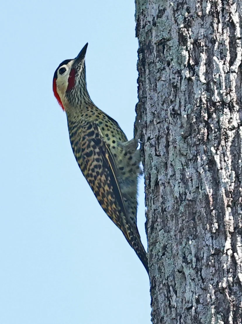 Woodpecker - Green-barred Woodpecker - Colaptes melanochloros - Pousada Aguape - Fazenda São José Zona Rural, Aquidauana, Mato Grosso do Sul, Brazil (4).jpg