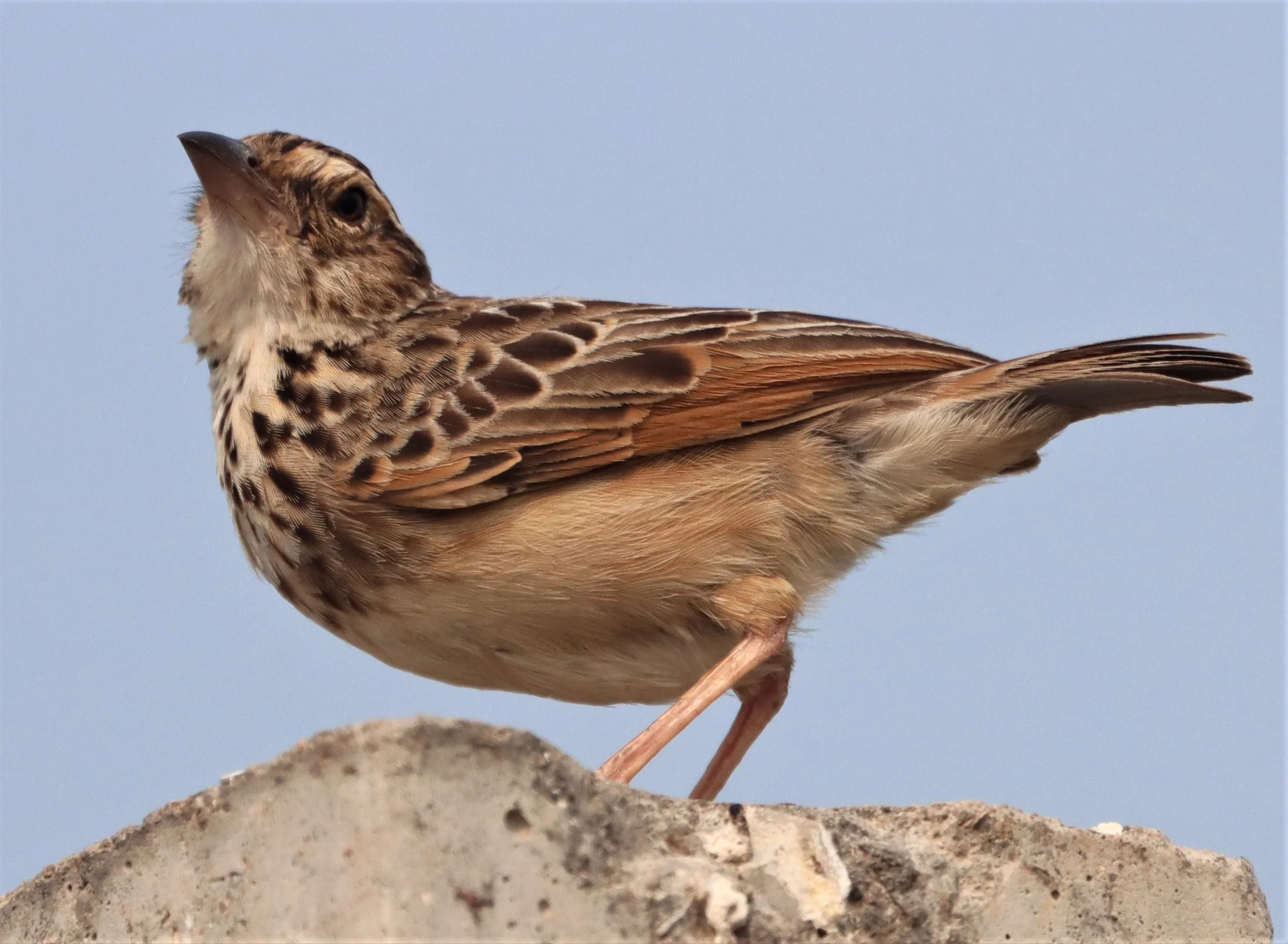 Indochinese Bushlark (Mirafra erythrocephala) Bang Khaem Wetlands Nakhon Pathom (12).jpg