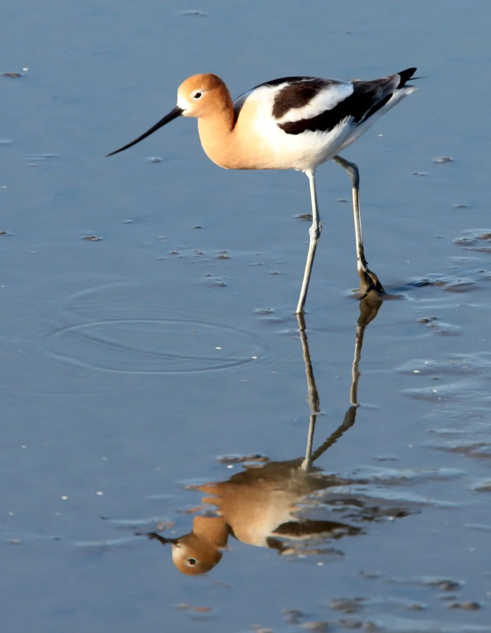 BIRD - AVOCET - AMERICAN AVOCET - SAN JOAQUIN WILDLIFE REFUGE IRVINE CALIFORNIA (2).JPG