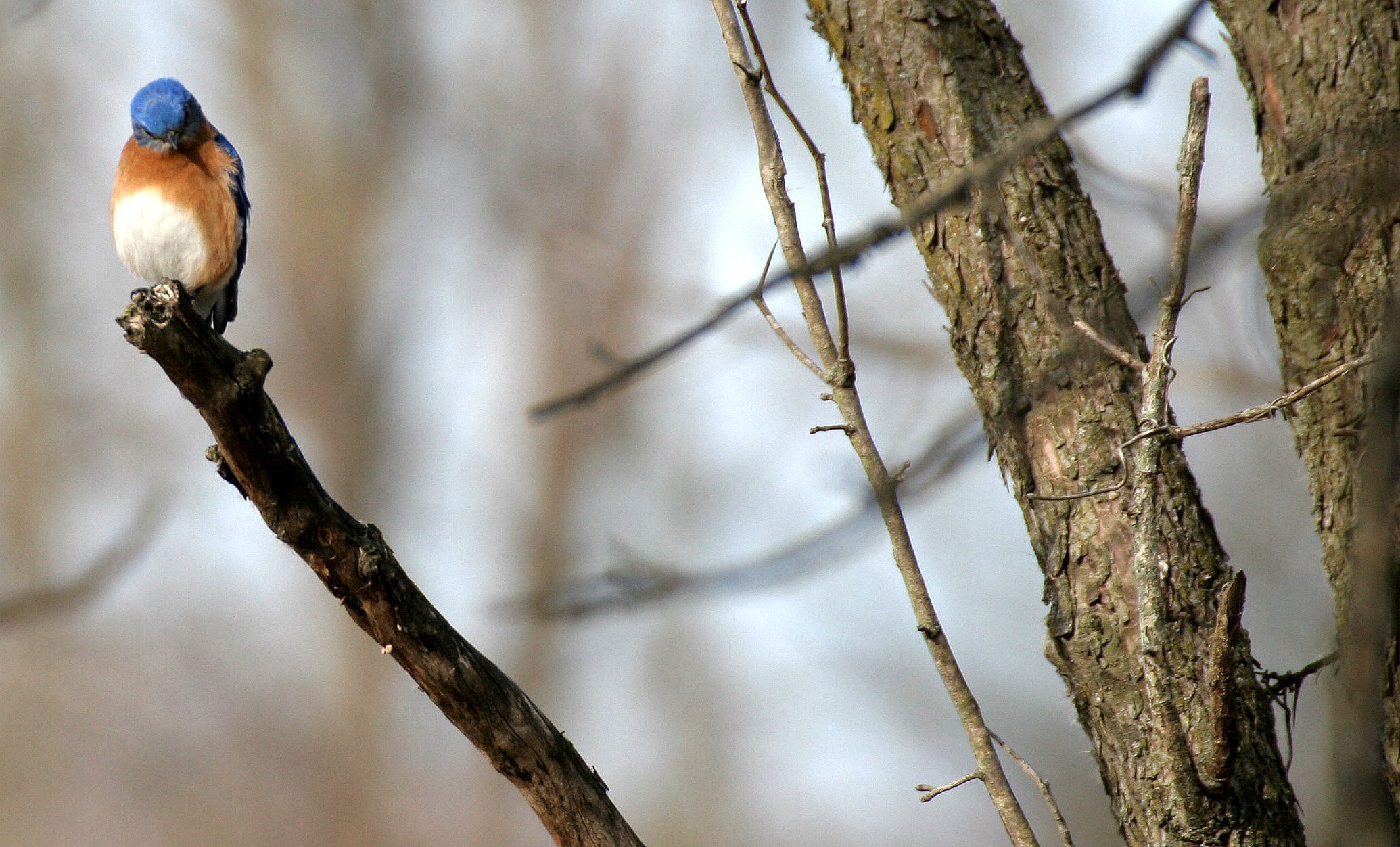 Eastern Bluebird (Sialia sialis) Lincoln Marsh Wheaton Illinois (13).JPG