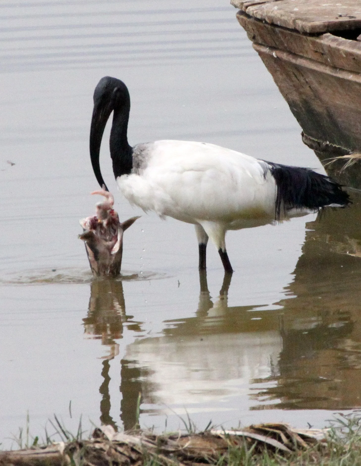 IBIS - AFRICAN SACRED IBIS - Threskiornis aethiopicus - ZIWAY LAKE ETHIOPIA (3).JPG