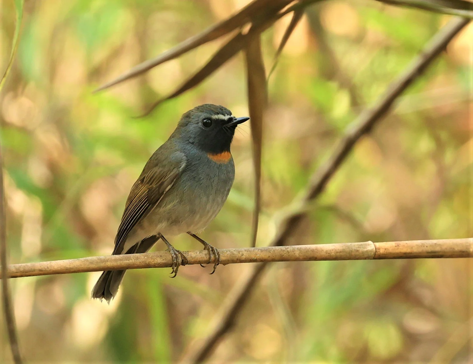 FLYCATCHER - RUFOUS-GORGETED FLYCATCHER - Ficedula strophiata - DOI SAN JU (DOI LANG WEST) FEB 2022 (26).jpg