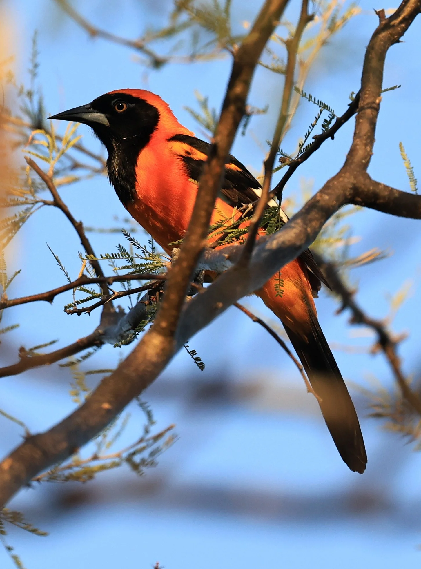 Orange-backed Troupial (Icterus croconotus) Parque Nacional Teniente Agripino Enciso (1 (5).jpg