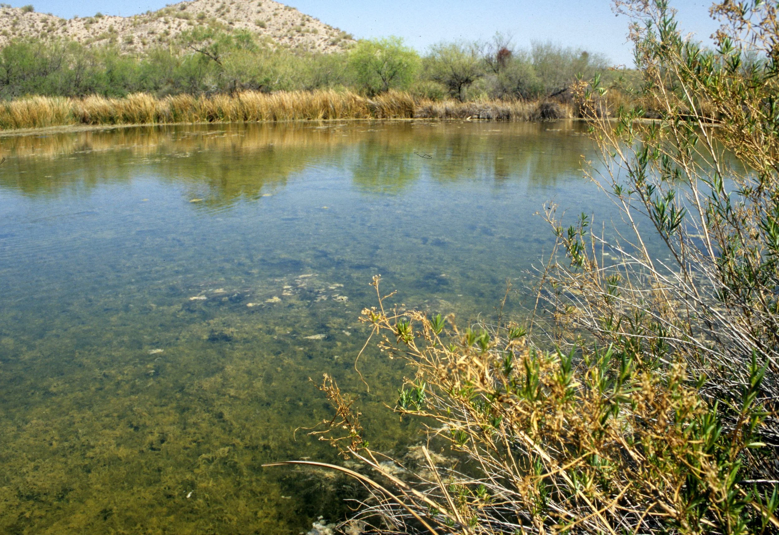 ORGAN PIPE CACTUS NP - QUITOBAQUITO  POND C.jpg