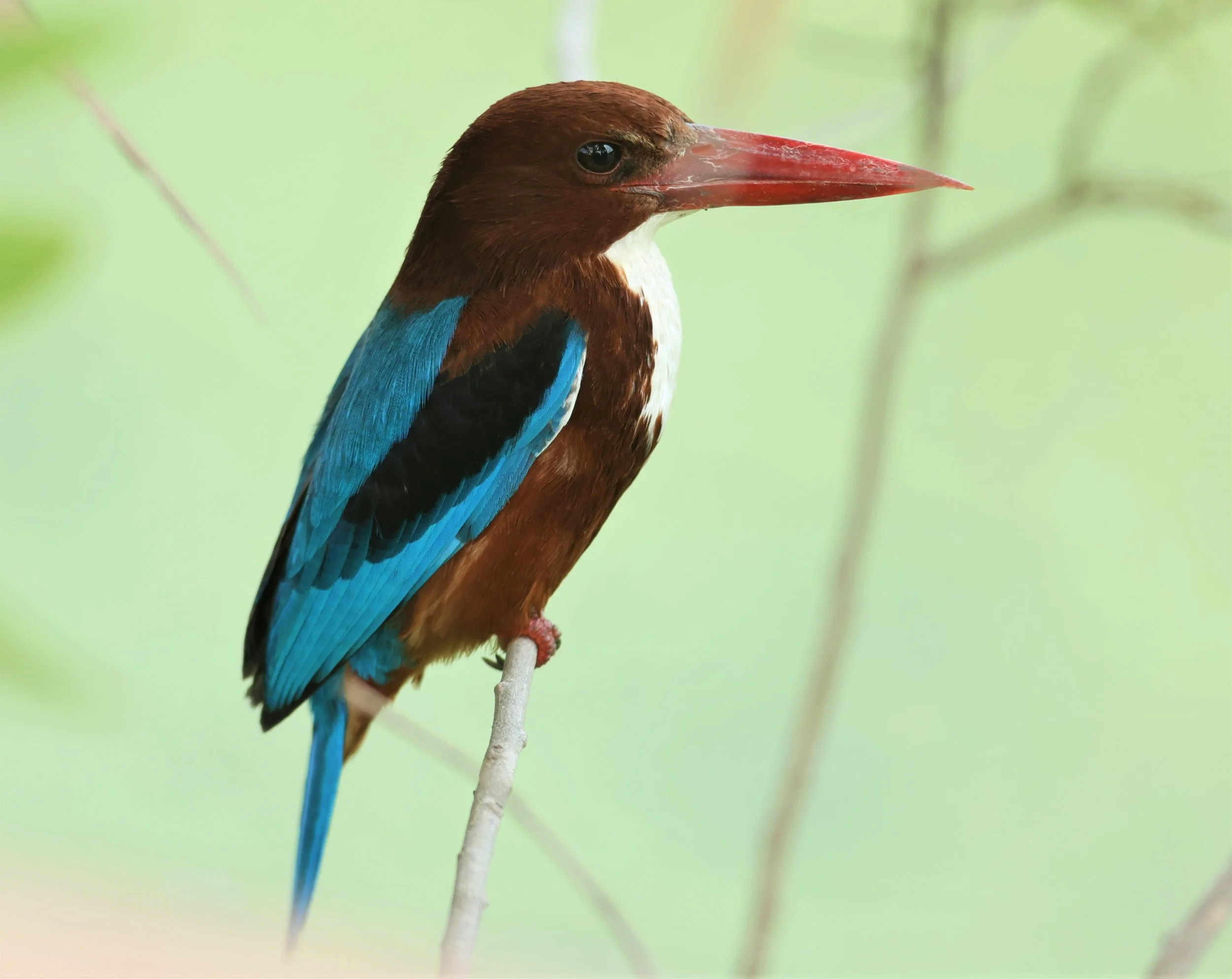 KINGFISHER - WHITE-THROATED KINGFISHER - Halcyon smyrnensis - PATHUM THANI RICE RESEARCH CENTER 23 JAN 2022 (27).jpg