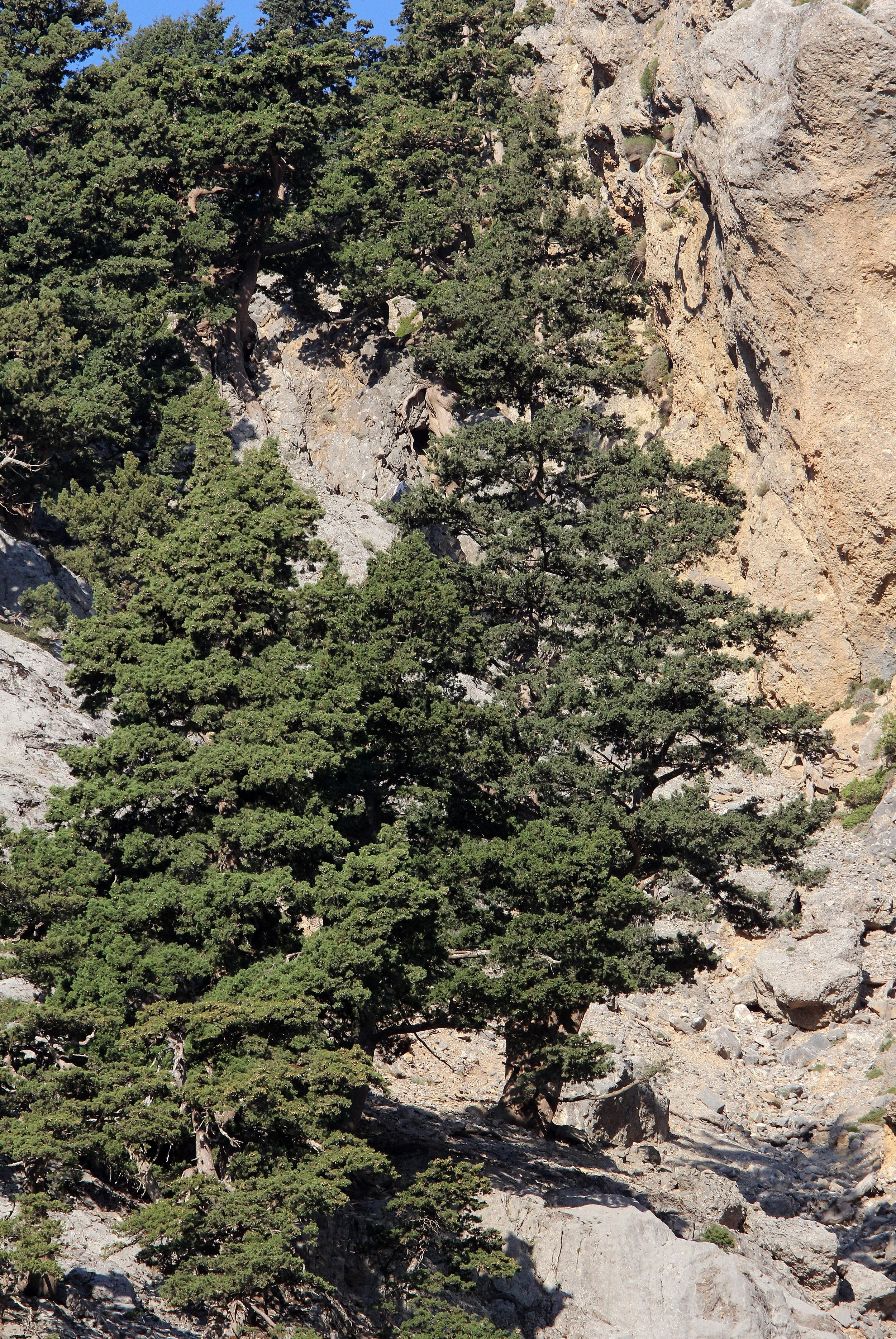 SAMARIA GORGE NATIONAL PARK CRETE GREECE (16).JPG