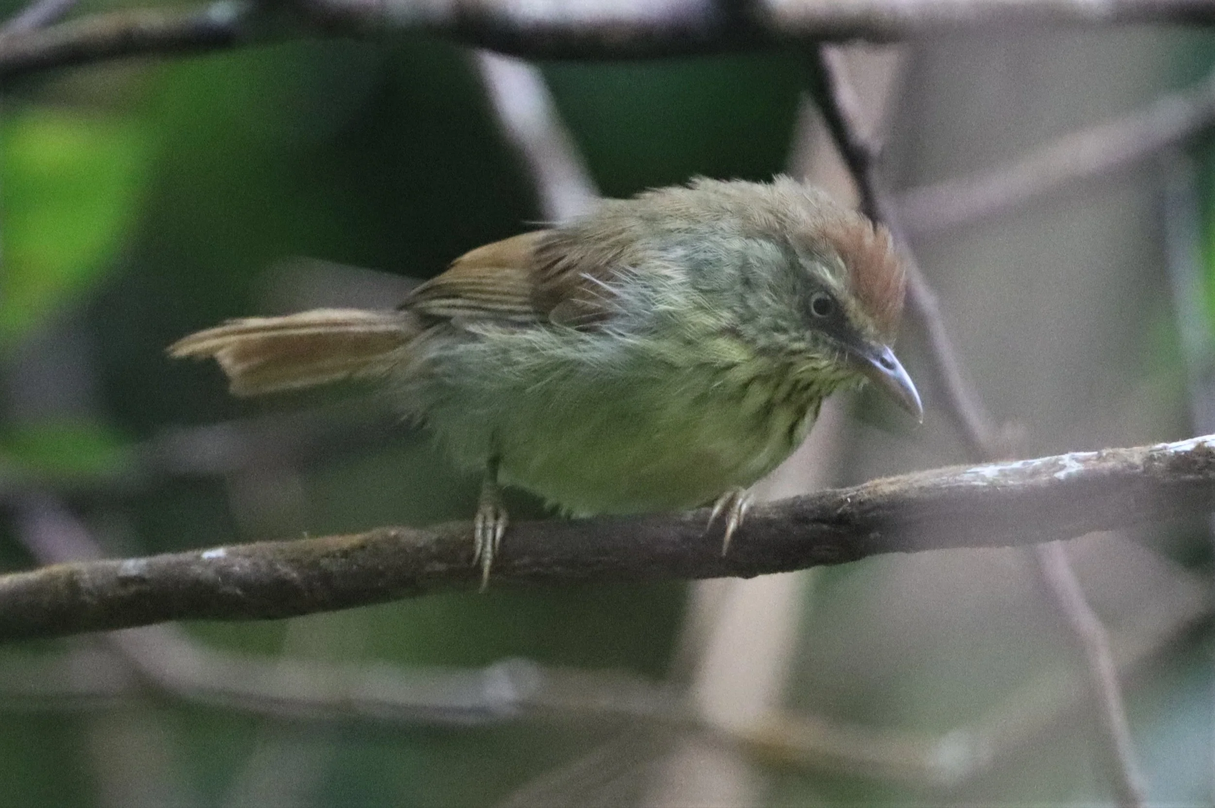 TIT-BABBLER - PIN-STRIPED TIT-BABBLER - Mixornis gularis - KHAO RAMROM GARDEN NAKHON SI THAMMARAT (15).jpg