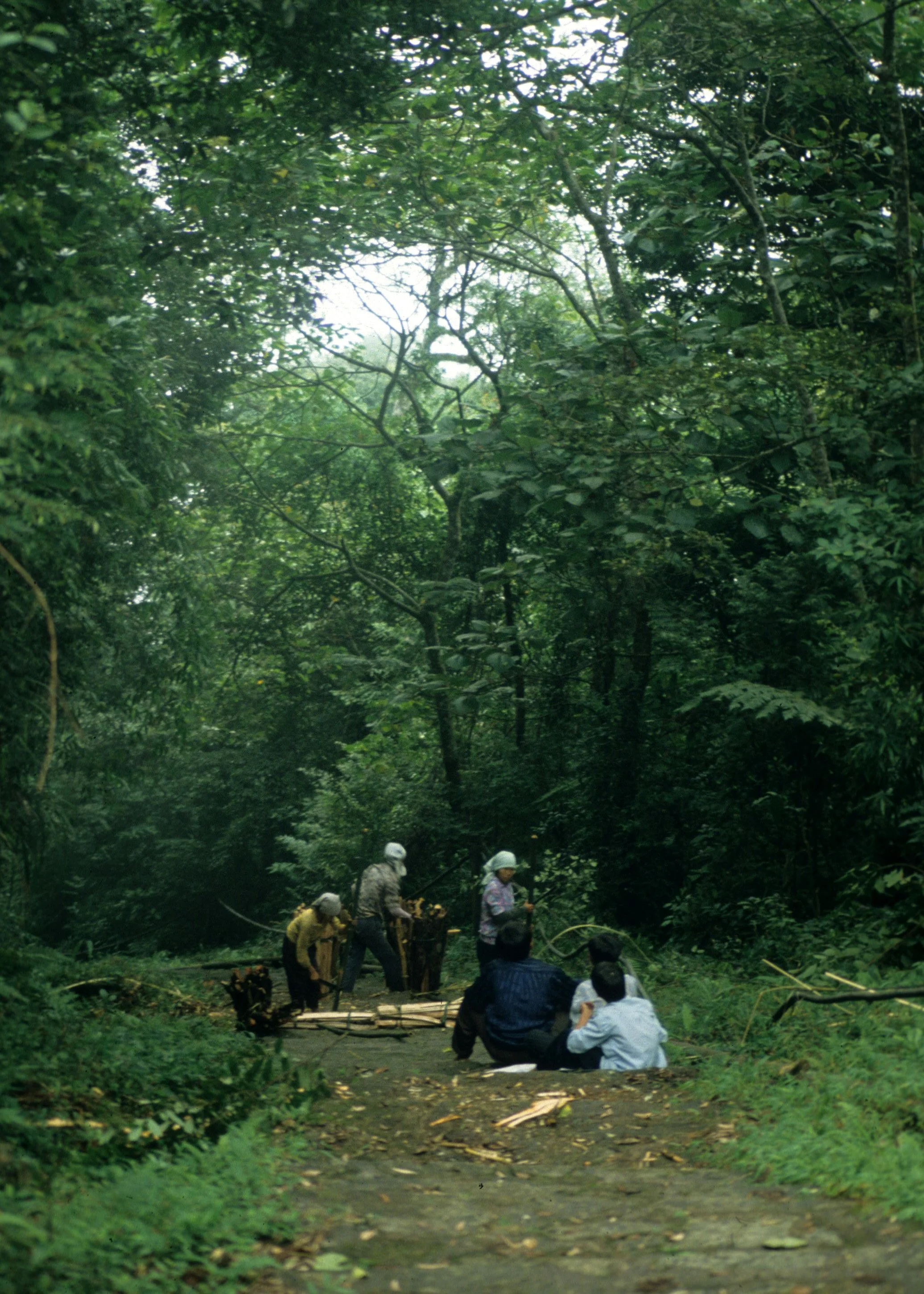 TAM DAO - POACHING.jpg