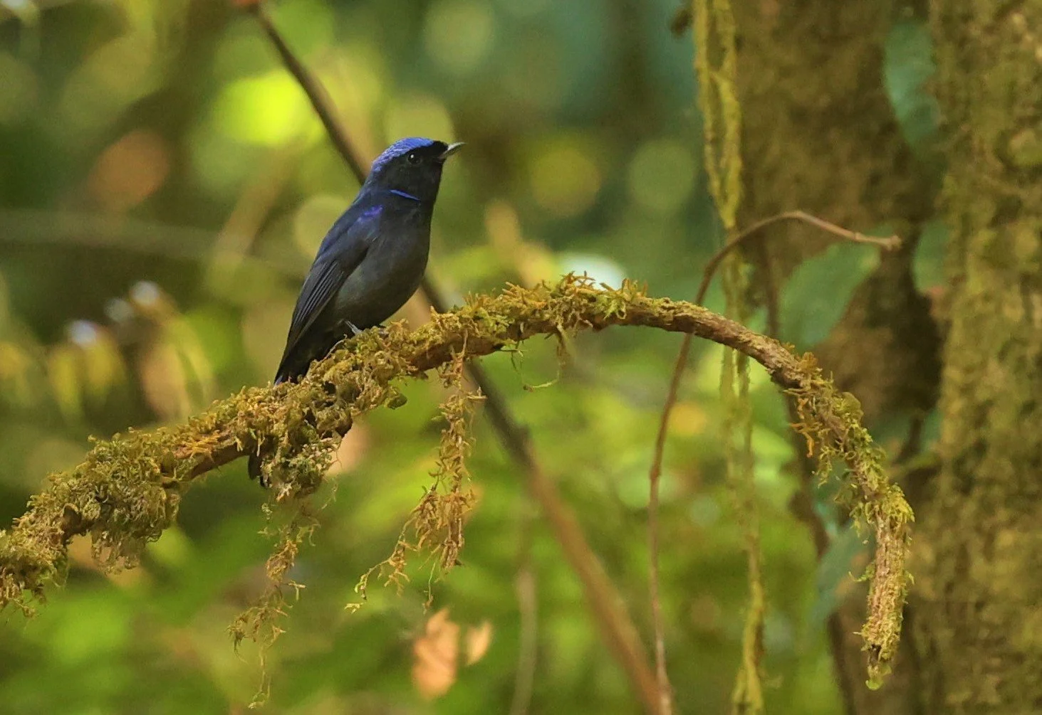NILTAVA - LARGE NILTAVA - Niltava grandis - DOI LANG EAST DOI PHA HOM POK NP, DECEMBER 2021 (3).JPG