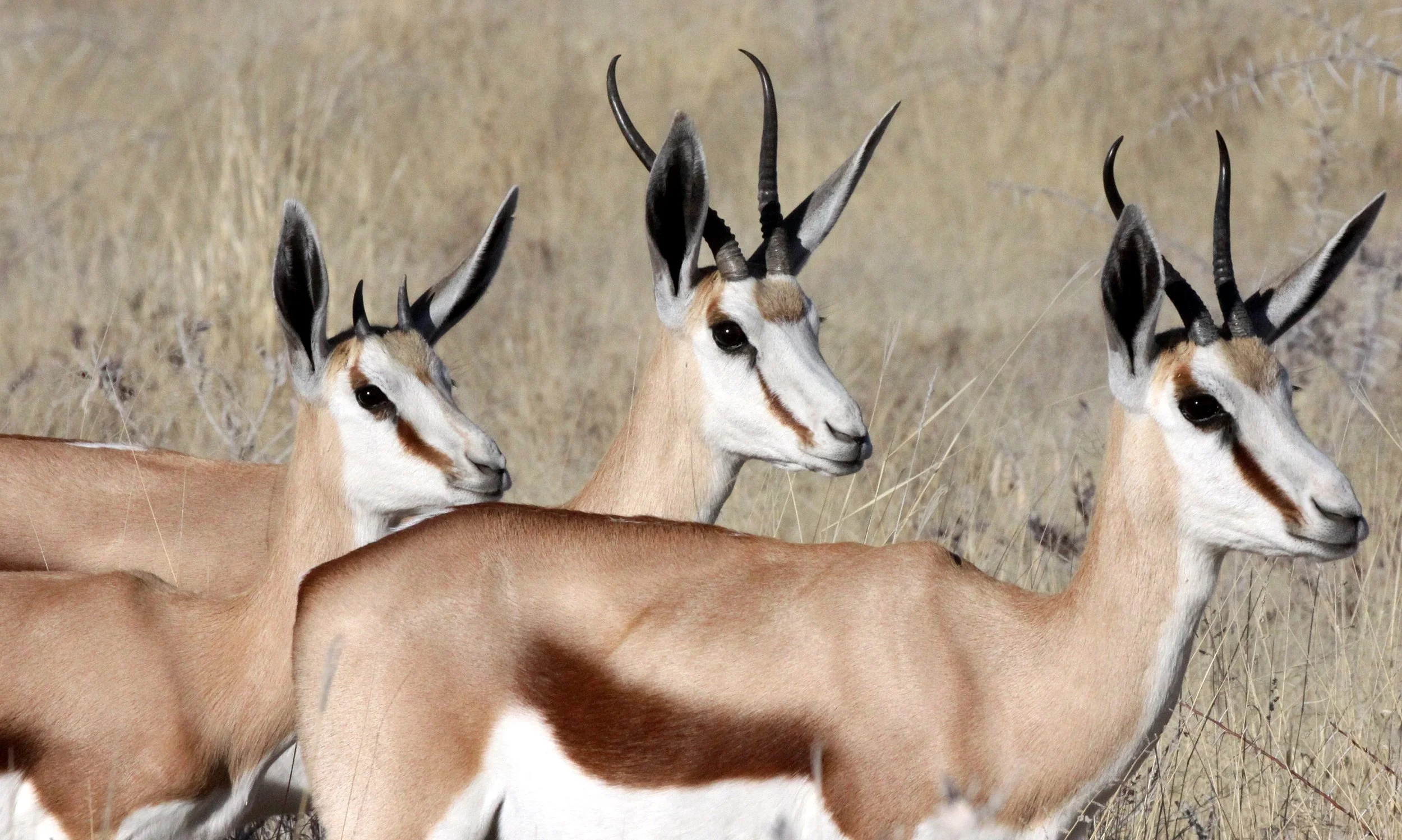 SPRINGBOK - ANGOLAN SPRINGBOK - Antidorcus angolensis - ETOSHA NATIONAL PARK NAMIBIA  (33).JPG