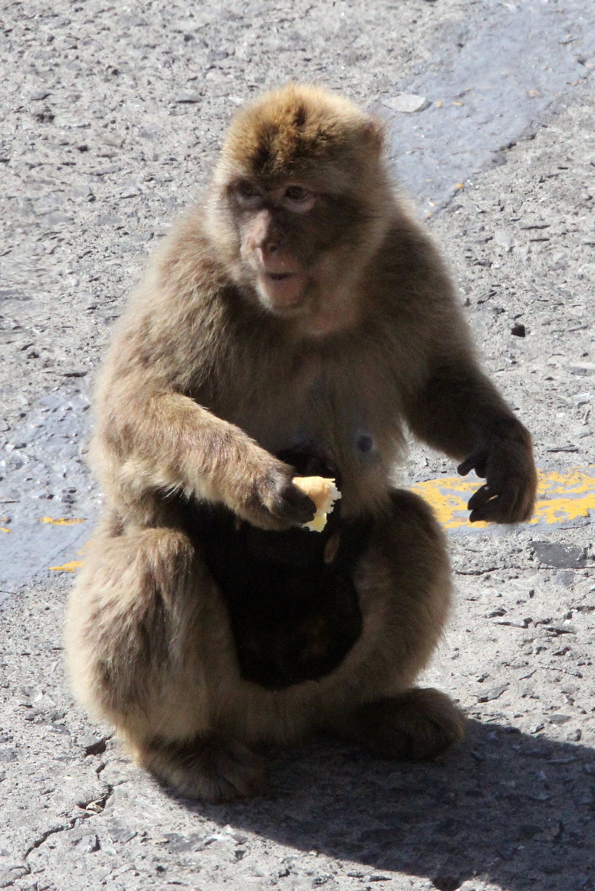 CERCOPITHECIDAE - Macaca sylvanus - MACAQUE - BARBARY MACAQUE - GIBRALTAR (16).JPG