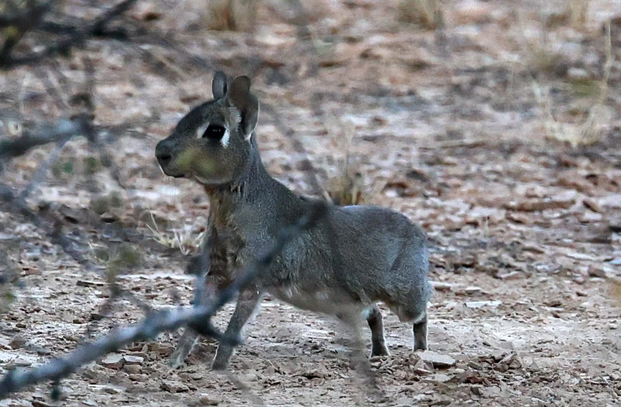 Chacoan Mara (Dolichotis salinicola) Parque Nacional Teniente Agripino Enciso (1).jpg