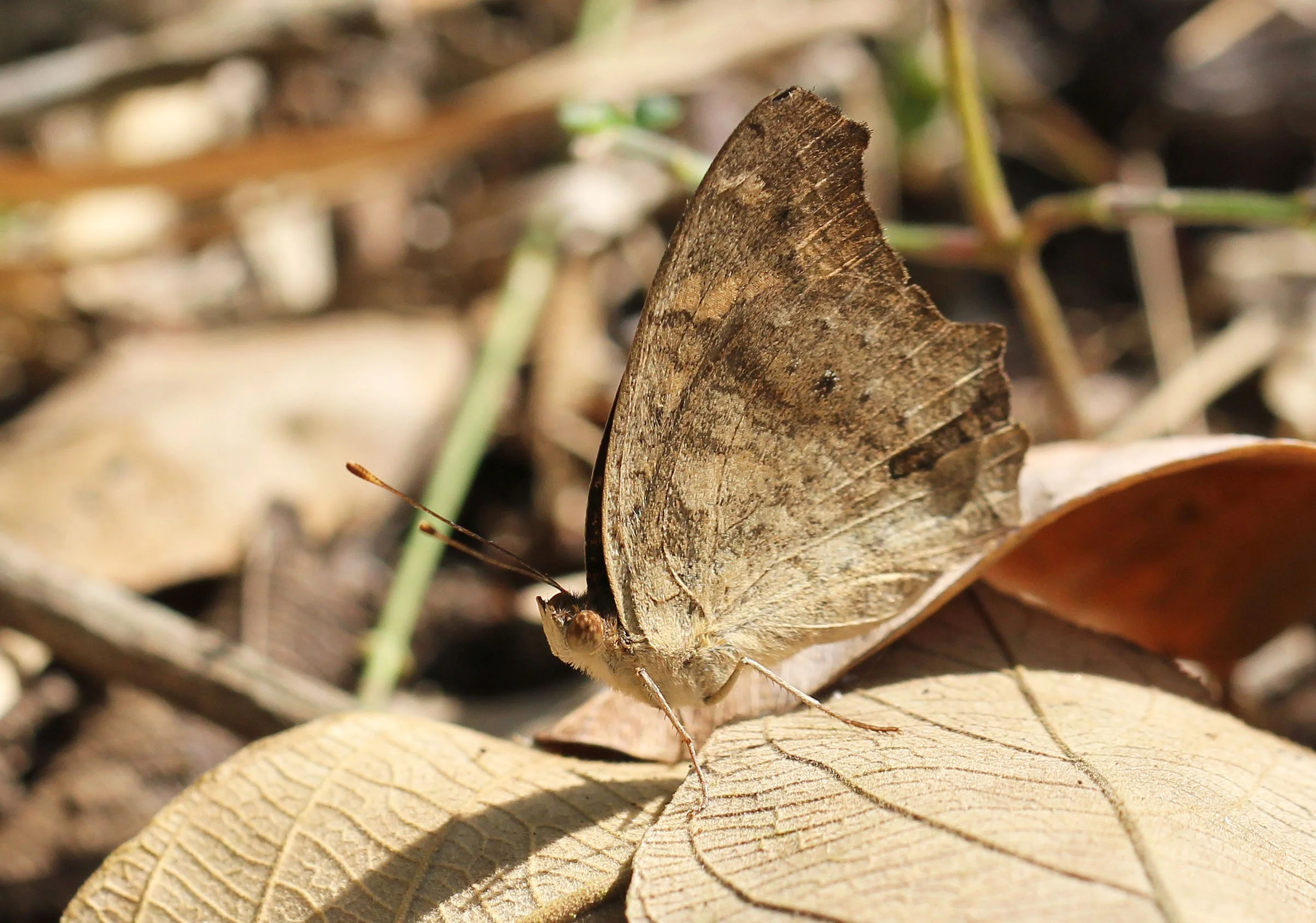 Nymphalidae - Junonia lemonias - Huai Kha Khaeng Thailand 