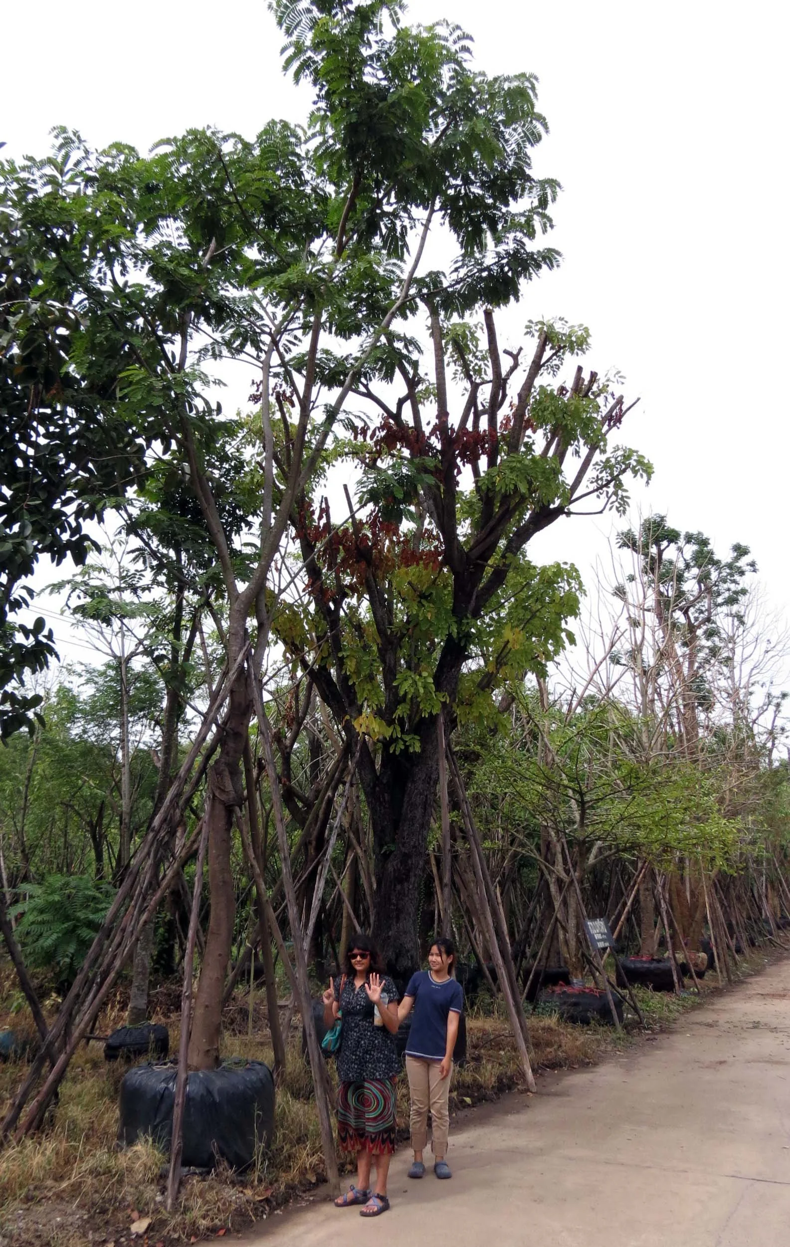 2013 Nakhon Nayok Nursery Region Khlong 15 Area (11).JPG