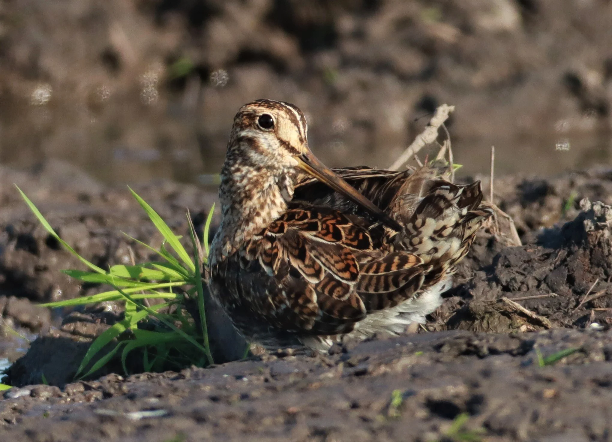 SNIPE - PINTAIL SNIPE - Gallinago stenura - PATHUM THANI RICE RESEARCH CENTER AUGUST 24 2021 (100).jpg