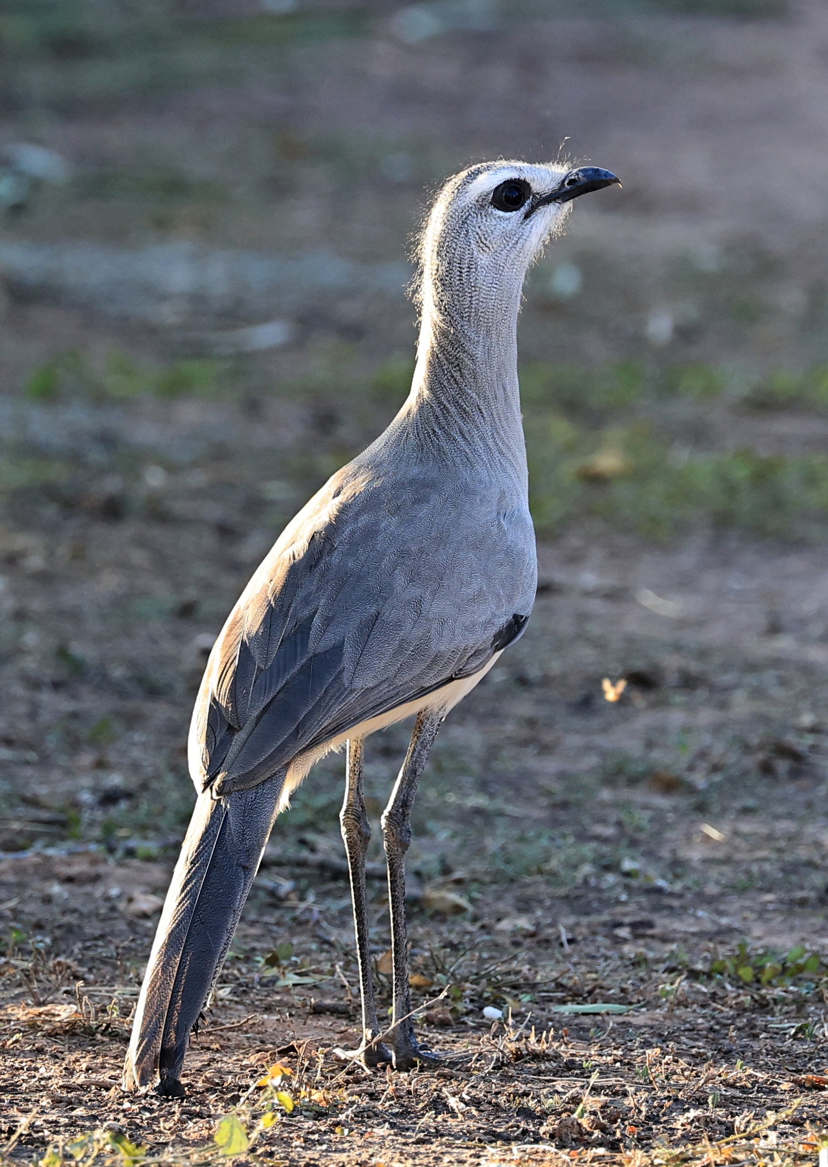 Black-legged Seriema (Chunga burmeisteri) Parque Nacional Teniente Agripino Enciso (12).jpg