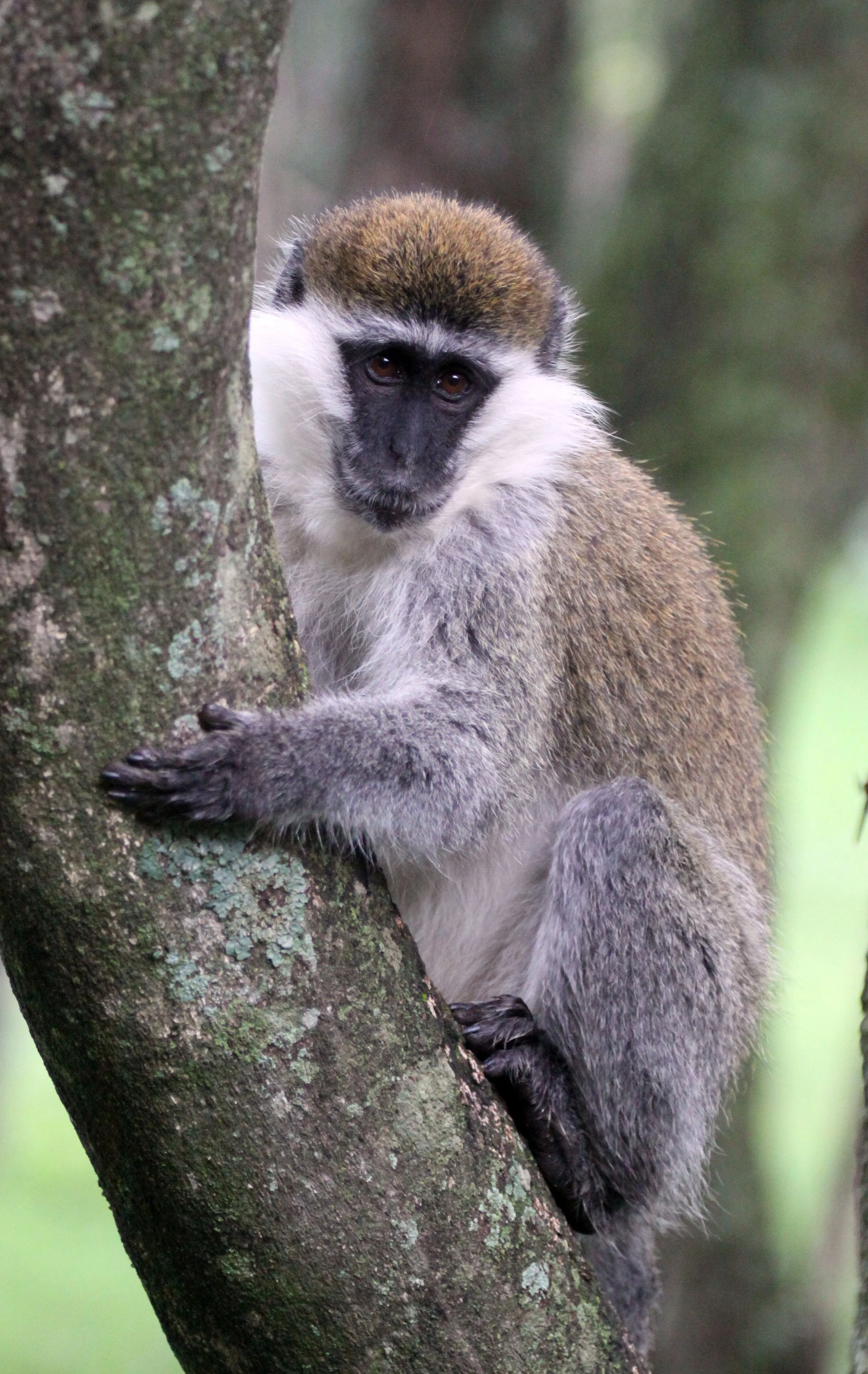 CERCOPITHECIDAE - Chlorocebus aethiops - GRIVET MONKEY - LAKE AWASSA ETHIOPIA (47).JPG