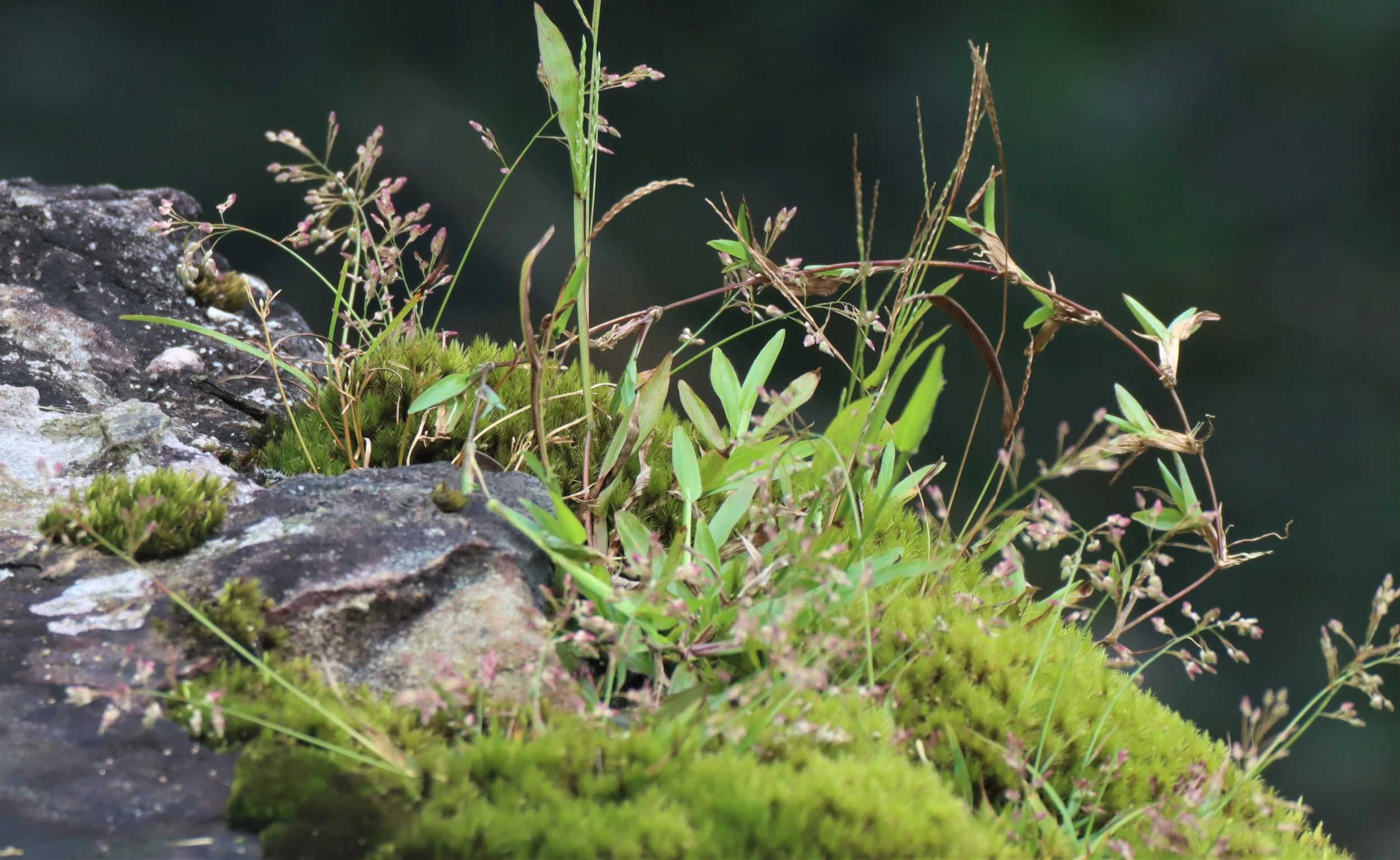 Moss species are numerous at these elevations.  I'm embarrassed to put this picture of moss in my blog but this is all I have for now!
