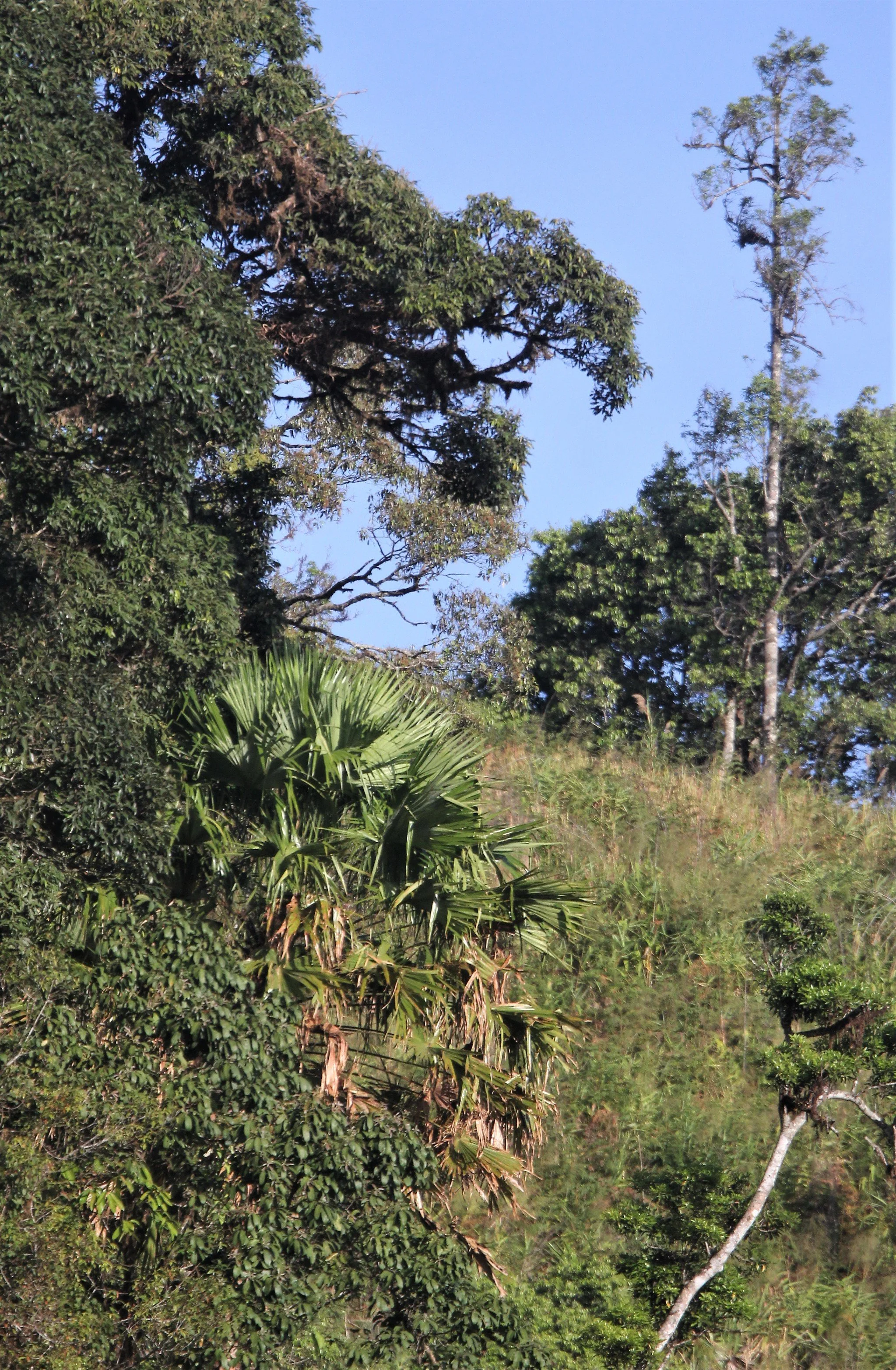 Fan palm tree situated on a hillside, identified as a Livistona species, likely the Livistona australis or a closely related species from the Arecaceae family. 
Habitat: These palms are commonly found in moist forest margins, swampy sites, and along 