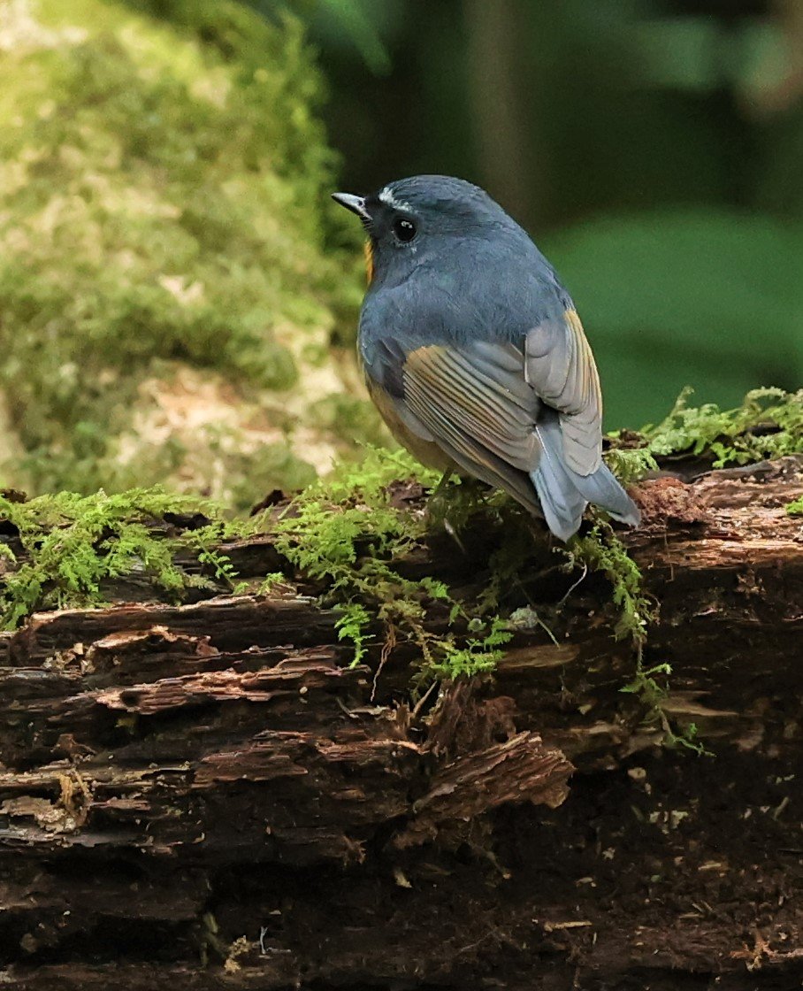 FLYCATCHER - SNOWY-BROWED FLYCATCHER - Ficedula hyperythra - DOI PHA HOM POK NP DOI LANG EAST FEB 2022 (25).jpg