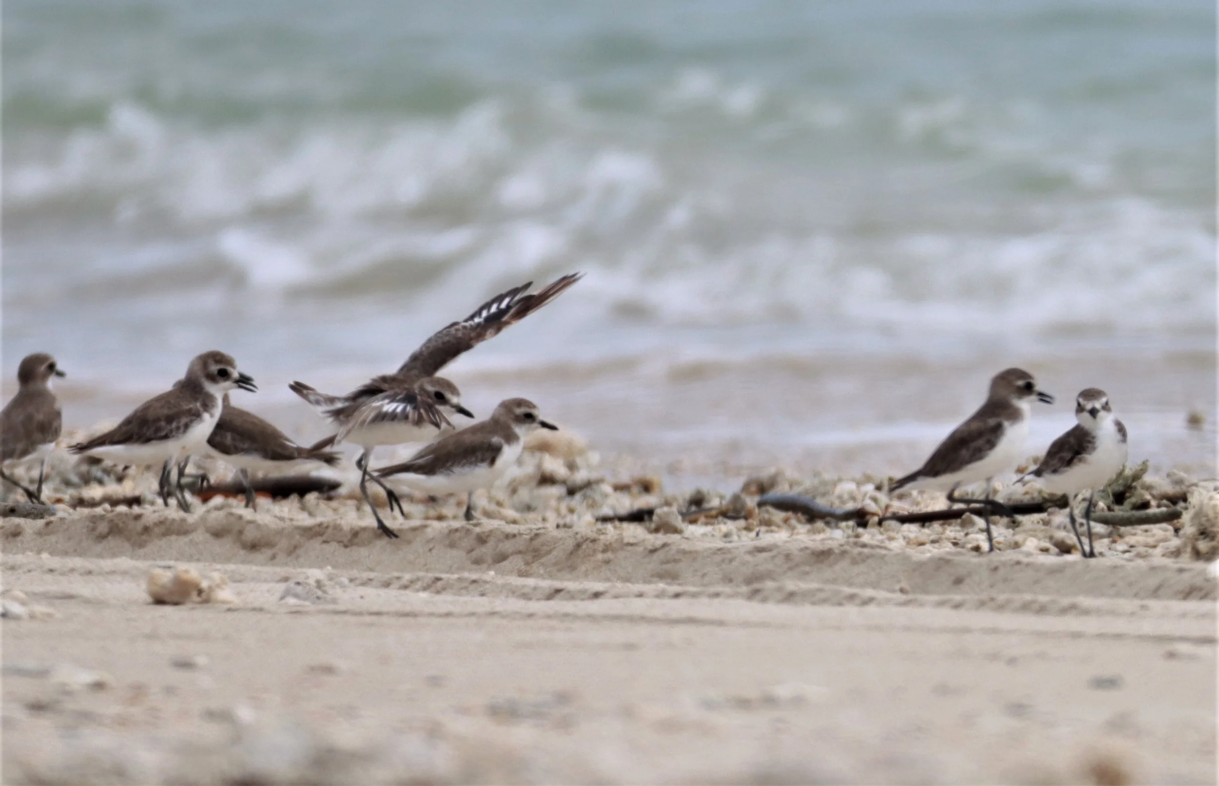 TURNSTONE - RUDDY TURNSTONE - Arenaria interpres - WITH GREATER SAND PLOVER - LAEM PAKARANG PHANG NGA (2).jpg