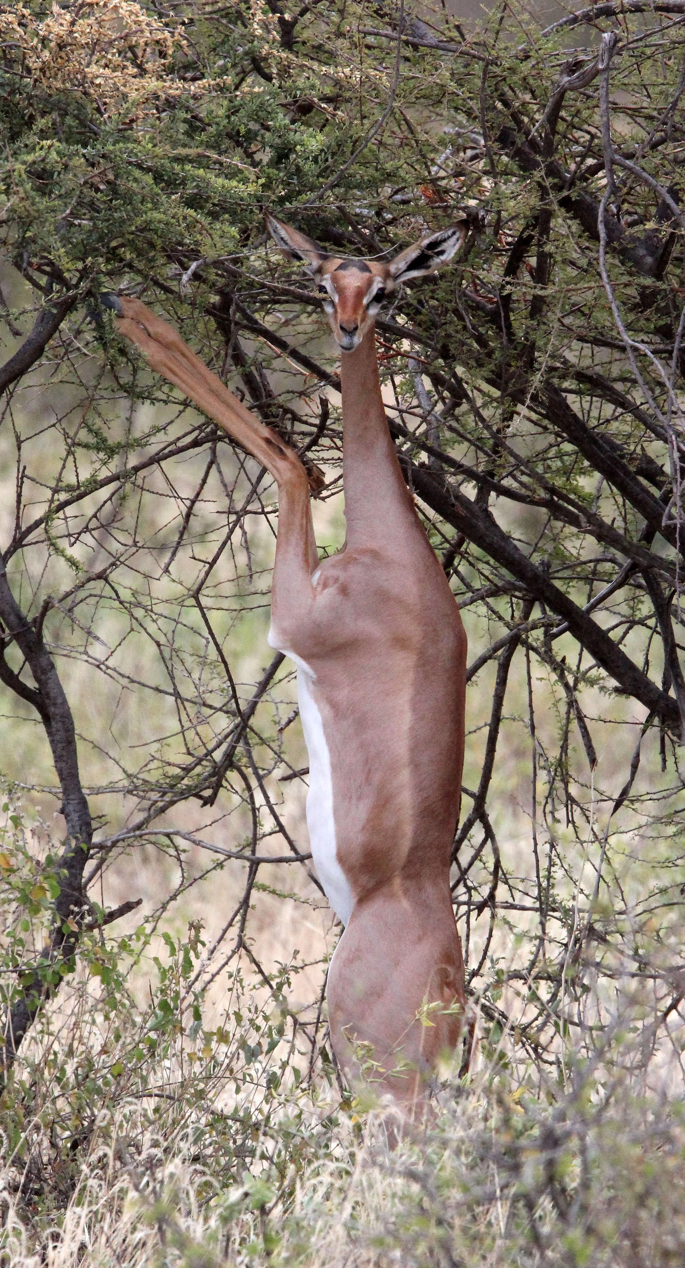 GERENUK - SOUTHERN GERENUK - Litocranius walleri - SAMBURU NATIONAL PARK KENYA  (11).JPG