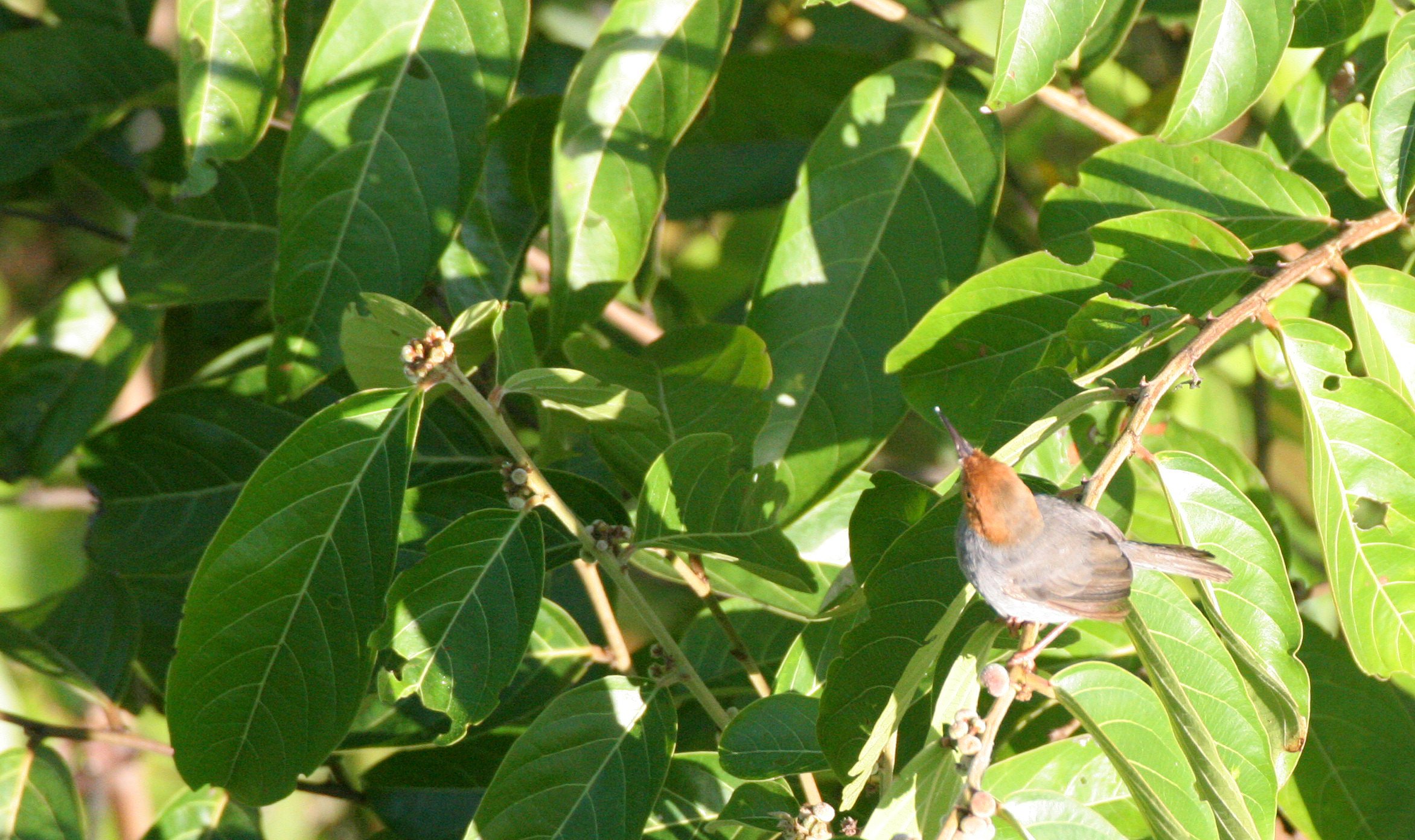 BIRD - TAILORBIRD - ASHY TAILORBIRD - TABIN WILDLIFE RESERVE BORNEO.JPG