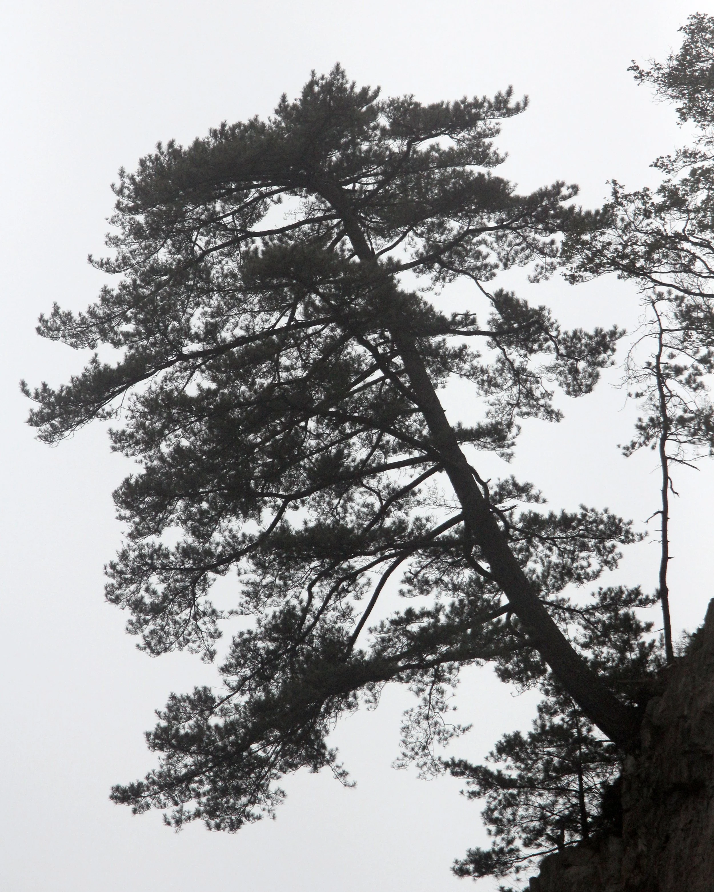 TANGJIAHE NATURE RESERVE, SICHUAN CHINA (62).JPG
