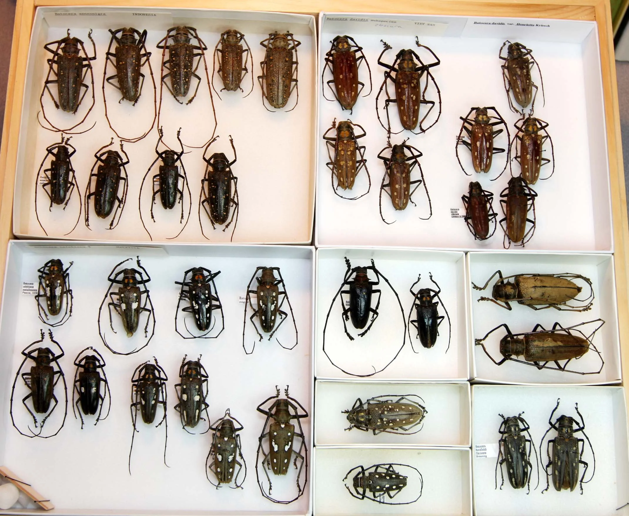 7 Lamiinae - Batocerini.JPG