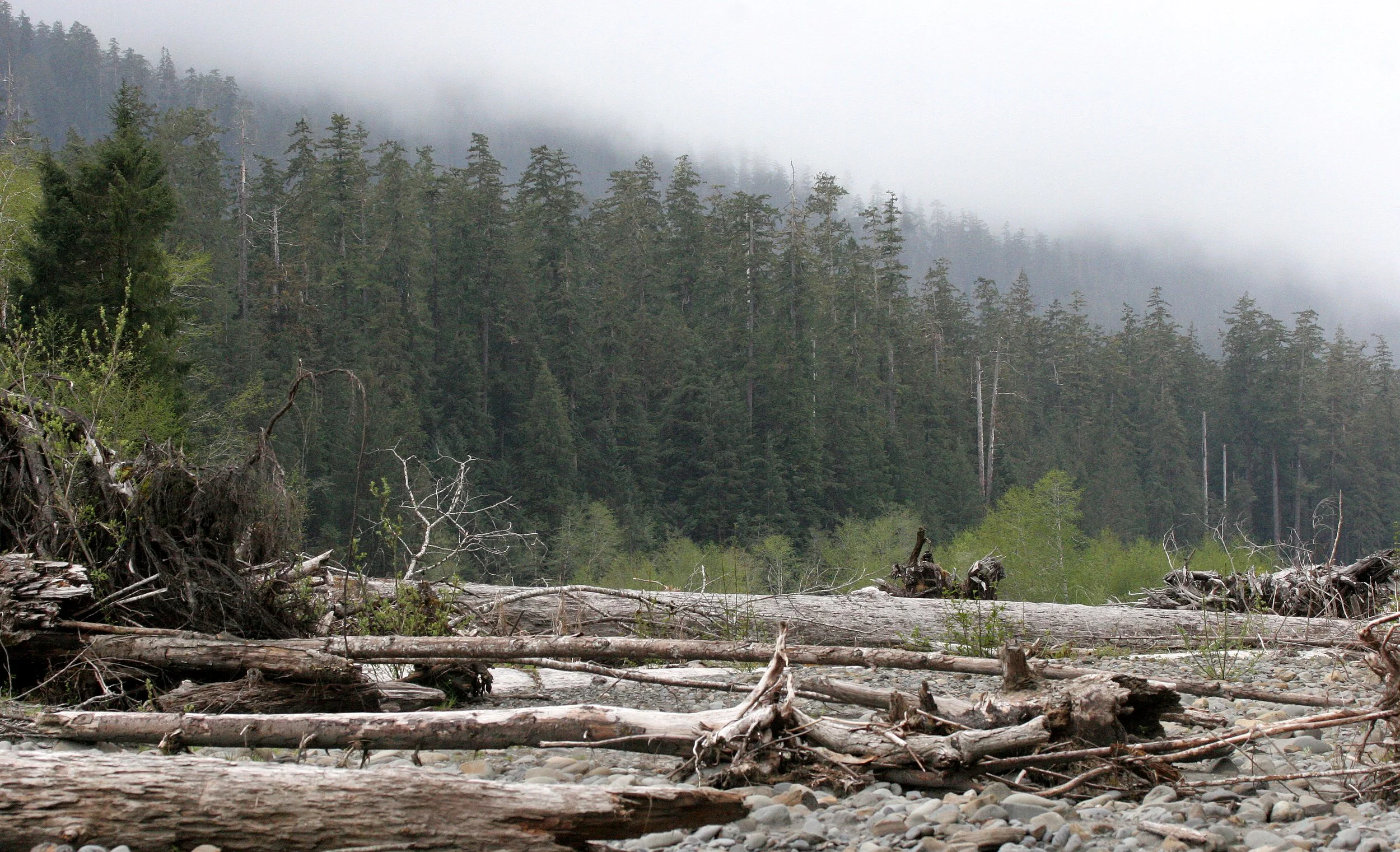 HOH RIVER VALLEY - RIPARIAN ZONE (17).JPG