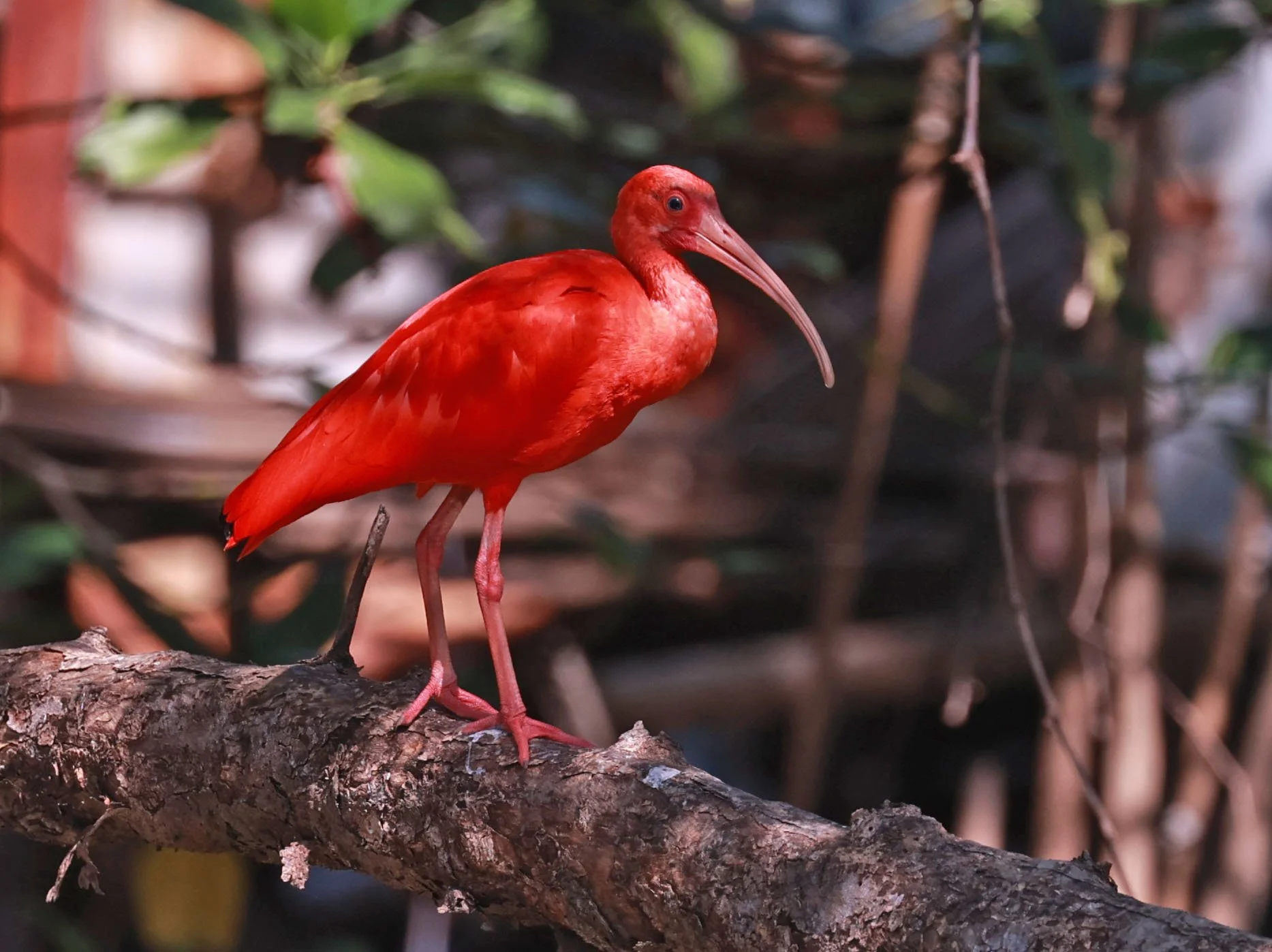Ibis - Scarlet Ibis - Eudocimus ruber - 29 Songkaow Cafe, Chachoengsao Thailand (132).jpg